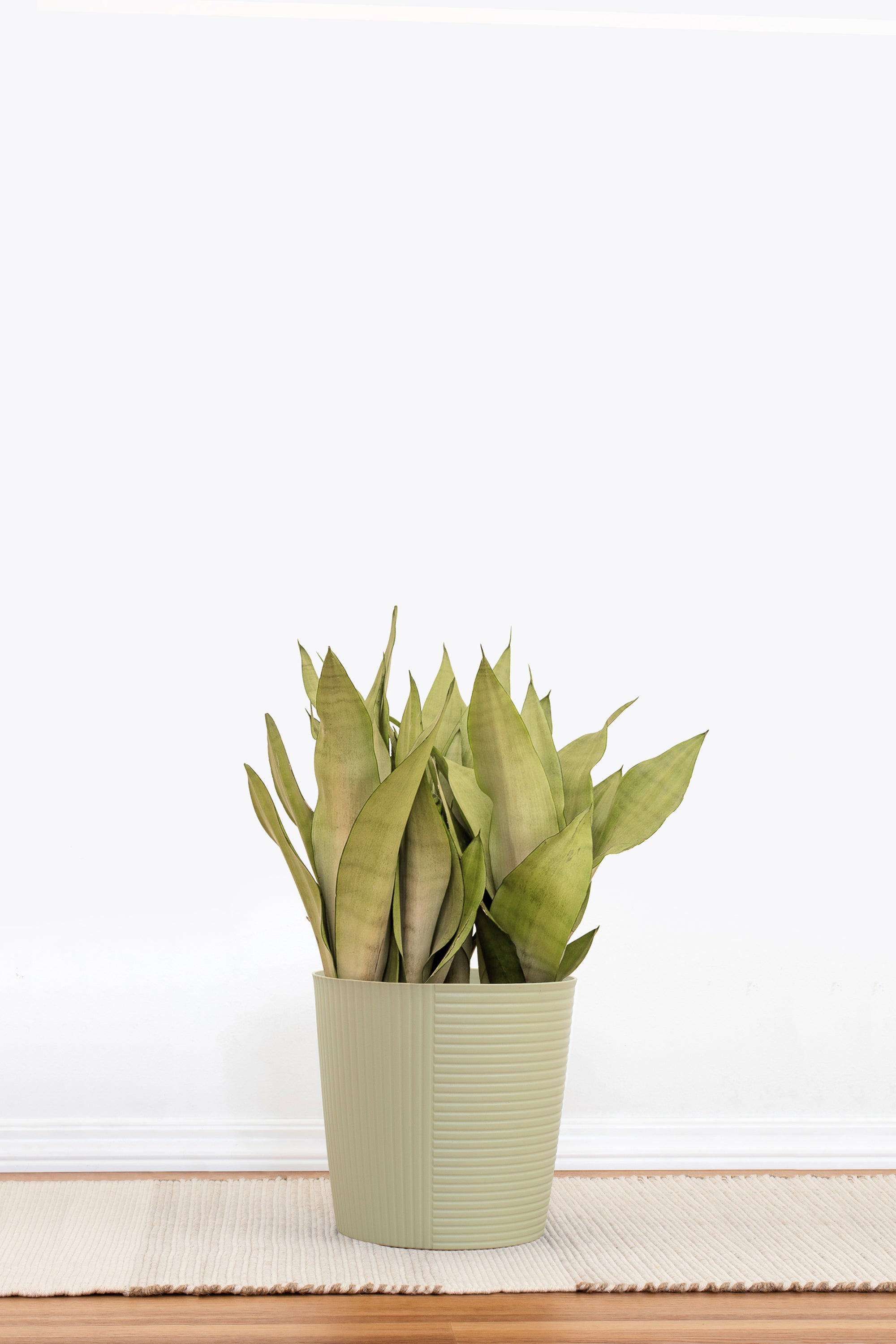 sansevieria green moon Sansevieria Moonshine