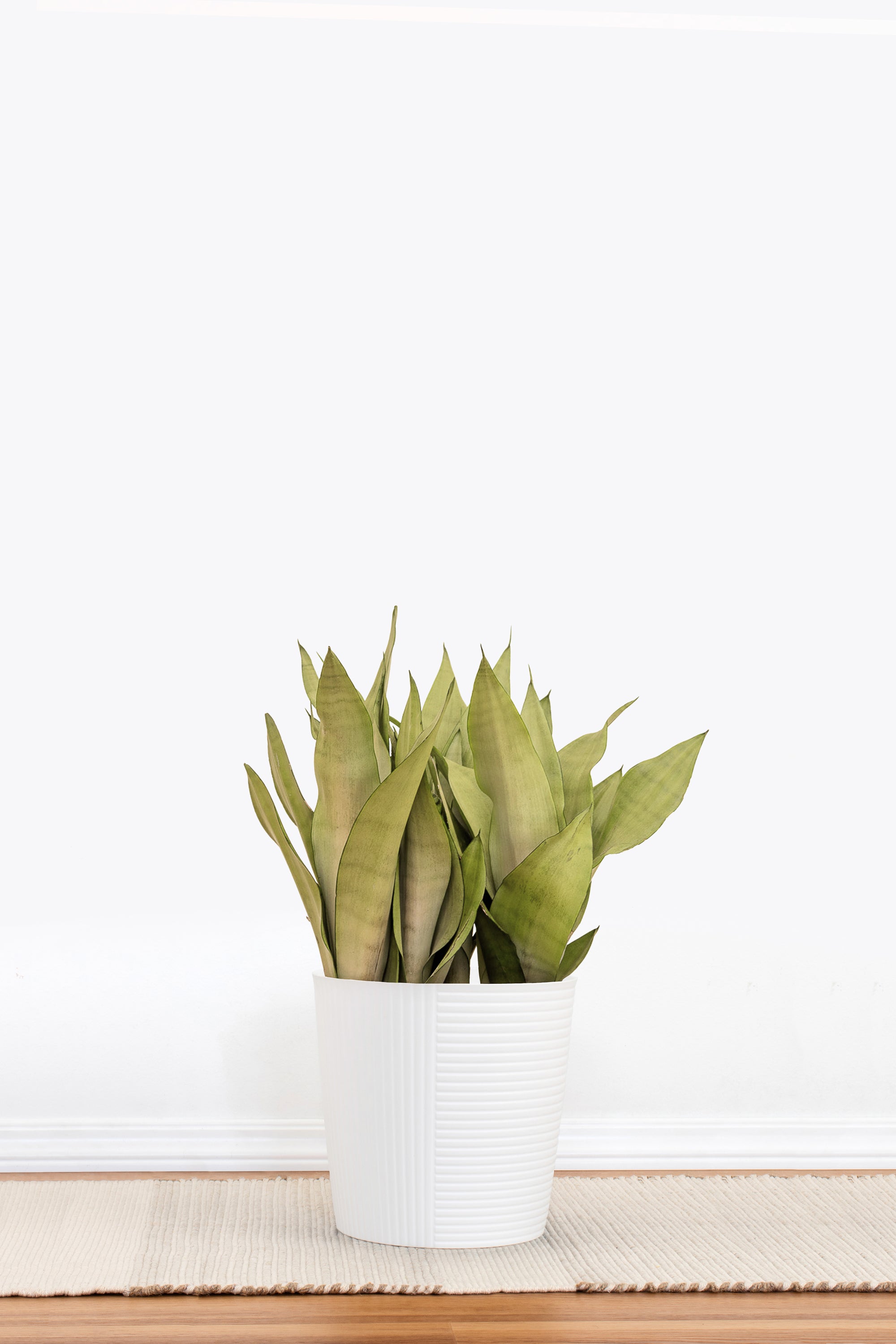 Sansevieria Moonshine