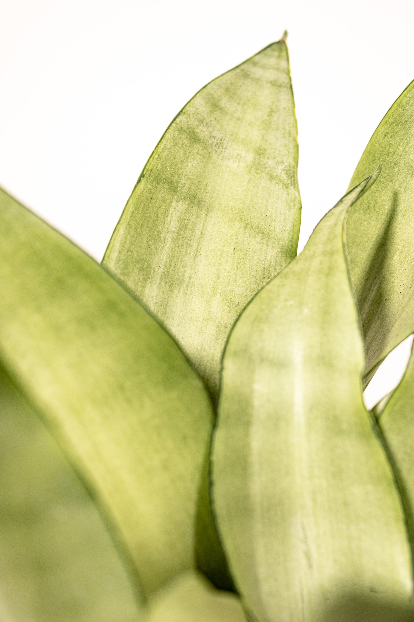 sansevieria moon Sansevieria Moonshine
