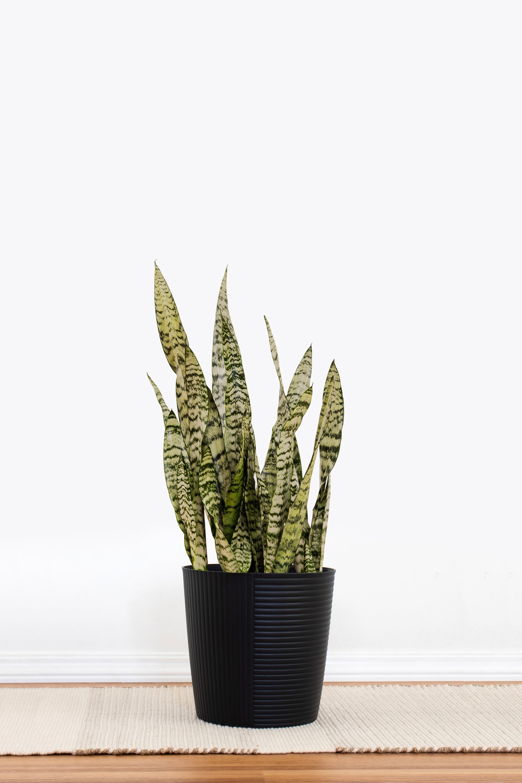 Sansevieria Zeylanica, Plant in 10 Inches Decor Pot | United Nursery