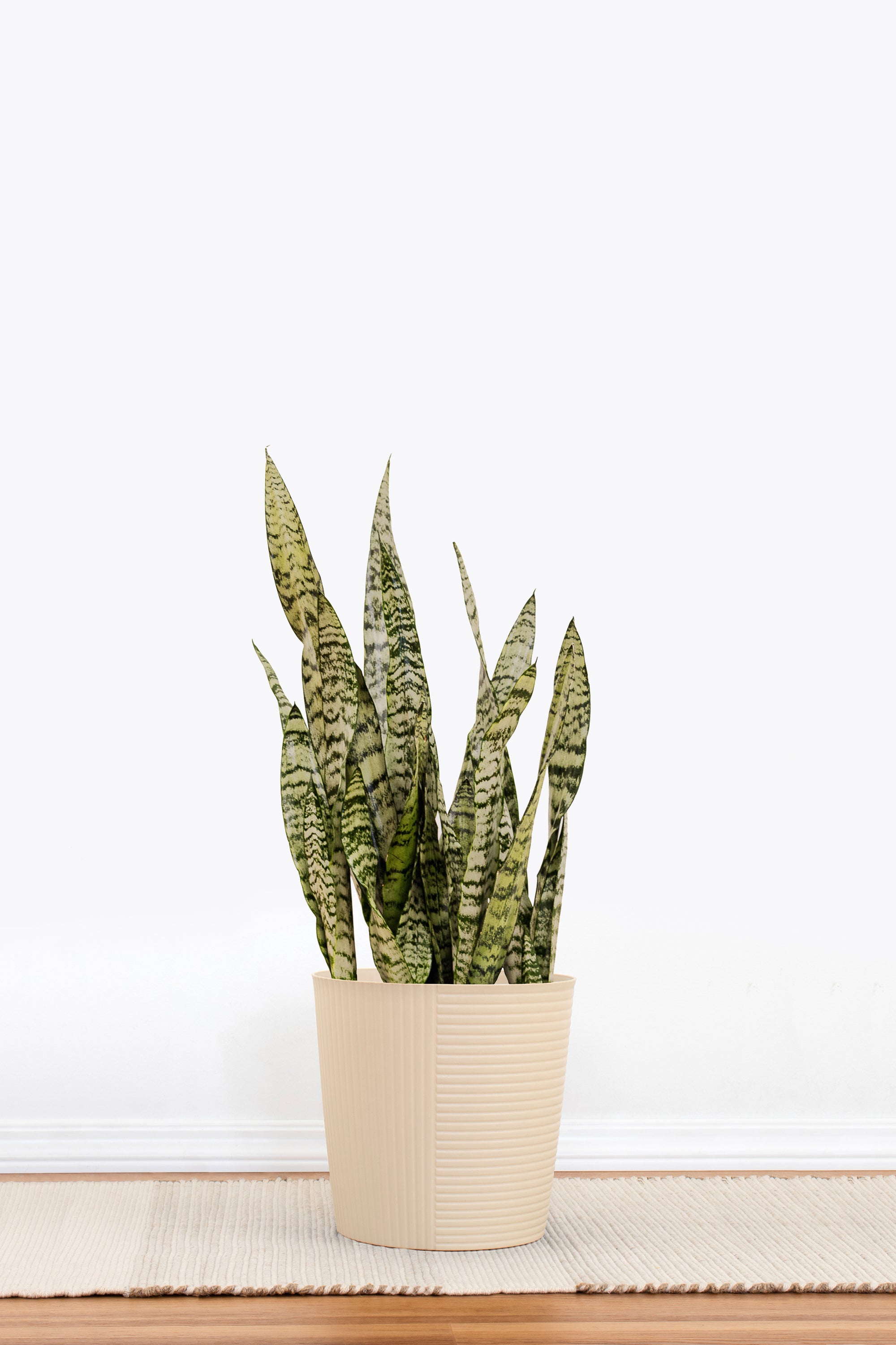 all white snake plants United Nursery Sansevieria Zeylanica Live Snake Plant Indoor Outdoor Easy Care Plant in 10 inch Premium Ecopots Grey Pot