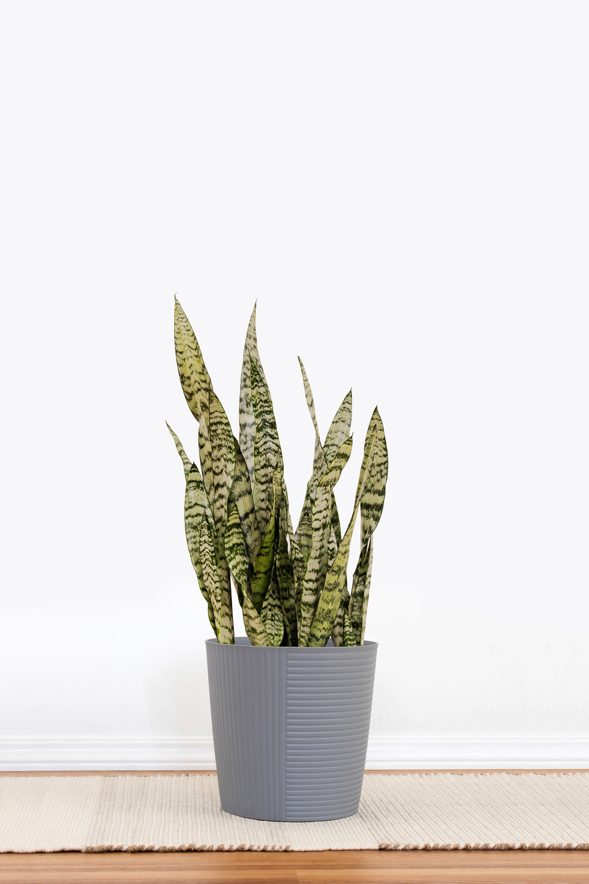 grey snake plant United Nursery Sansevieria Zeylanica Live Snake Plant Indoor Outdoor Easy Care Plant in 10 inch Premium Ecopots Grey Pot