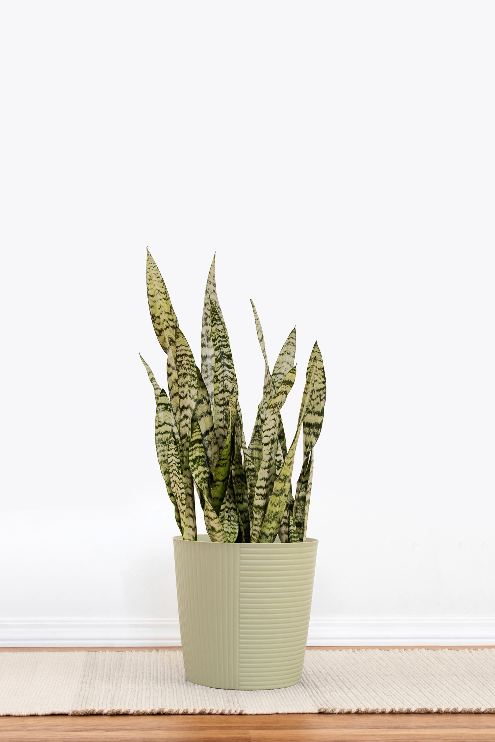 Sansevieria Zeylanica, Plant in 10 Inches Decor Pot | United Nursery