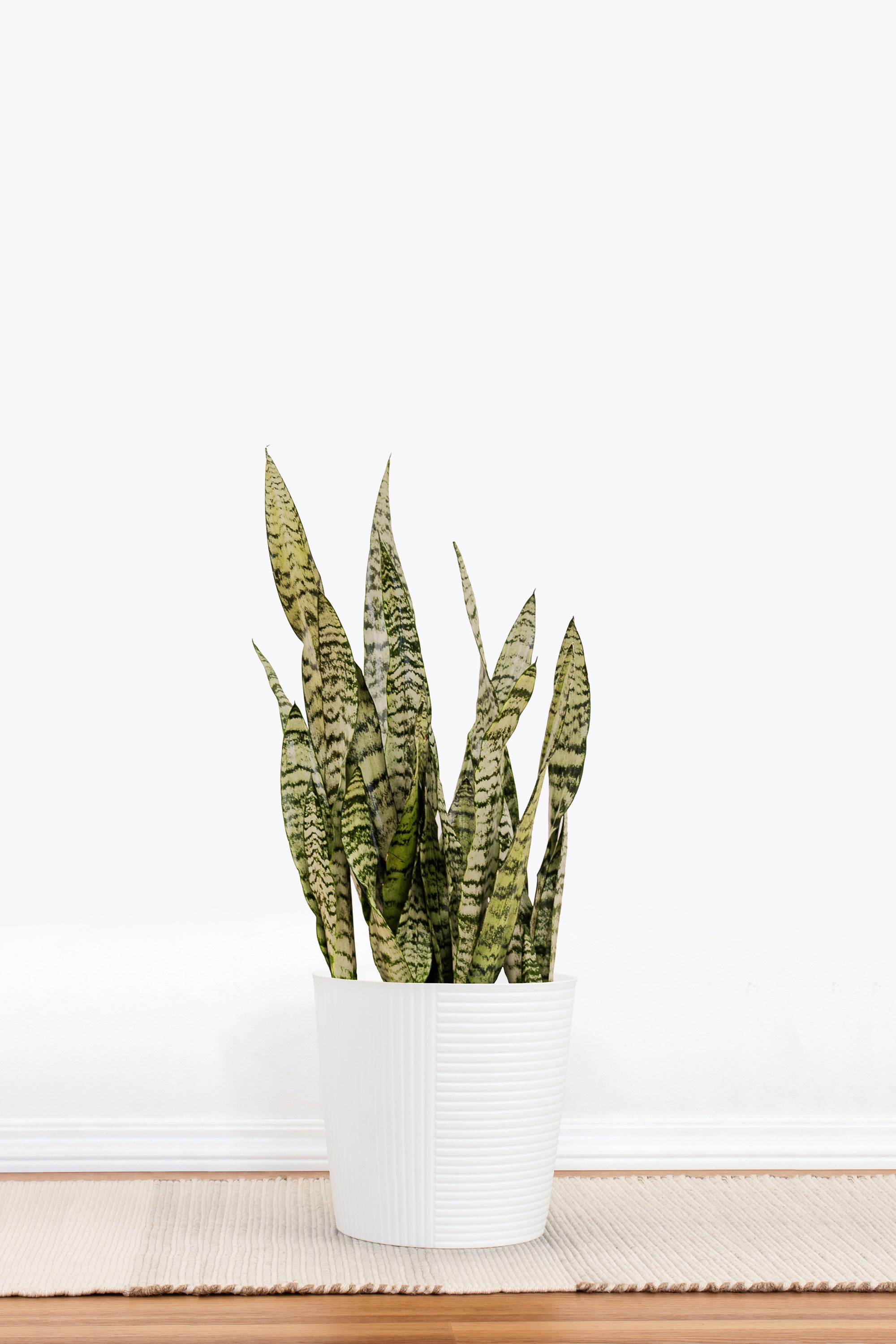 Sansevieria Zeylanica, Plant in 10 Inches Decor Pot | United Nursery