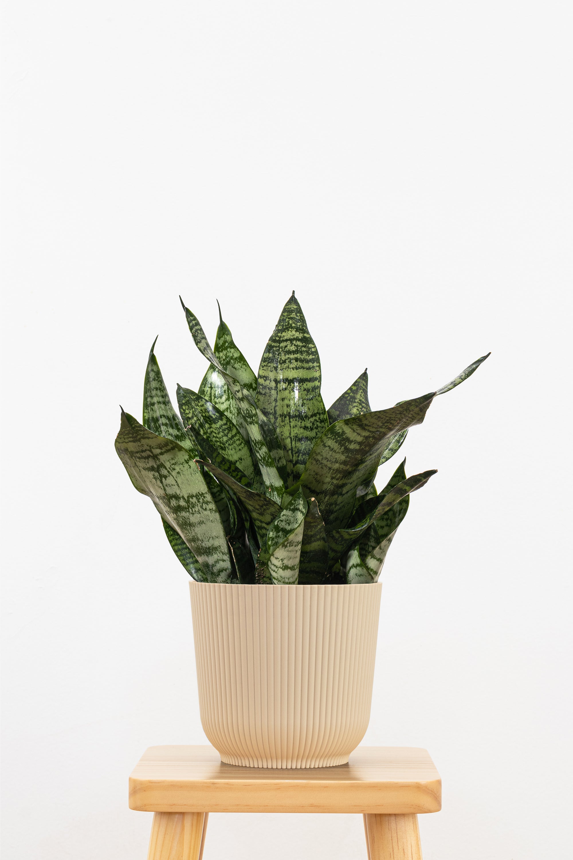 amazon snake plant Live Snake Plant Sansevieria Robusta in 6-inch Decor Pot Indoor & Outdoor Live Plants Online