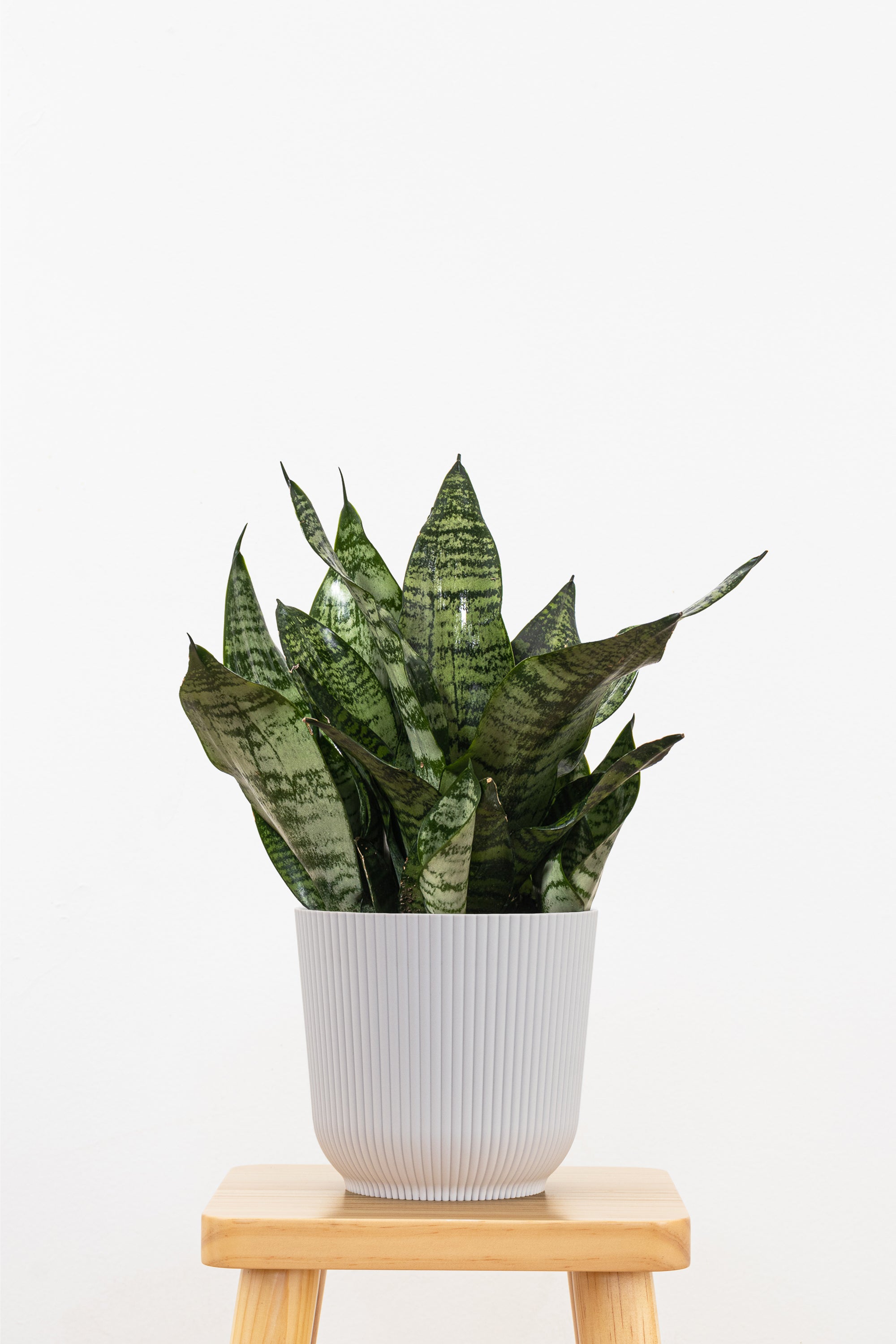 Sansevieria Robusta