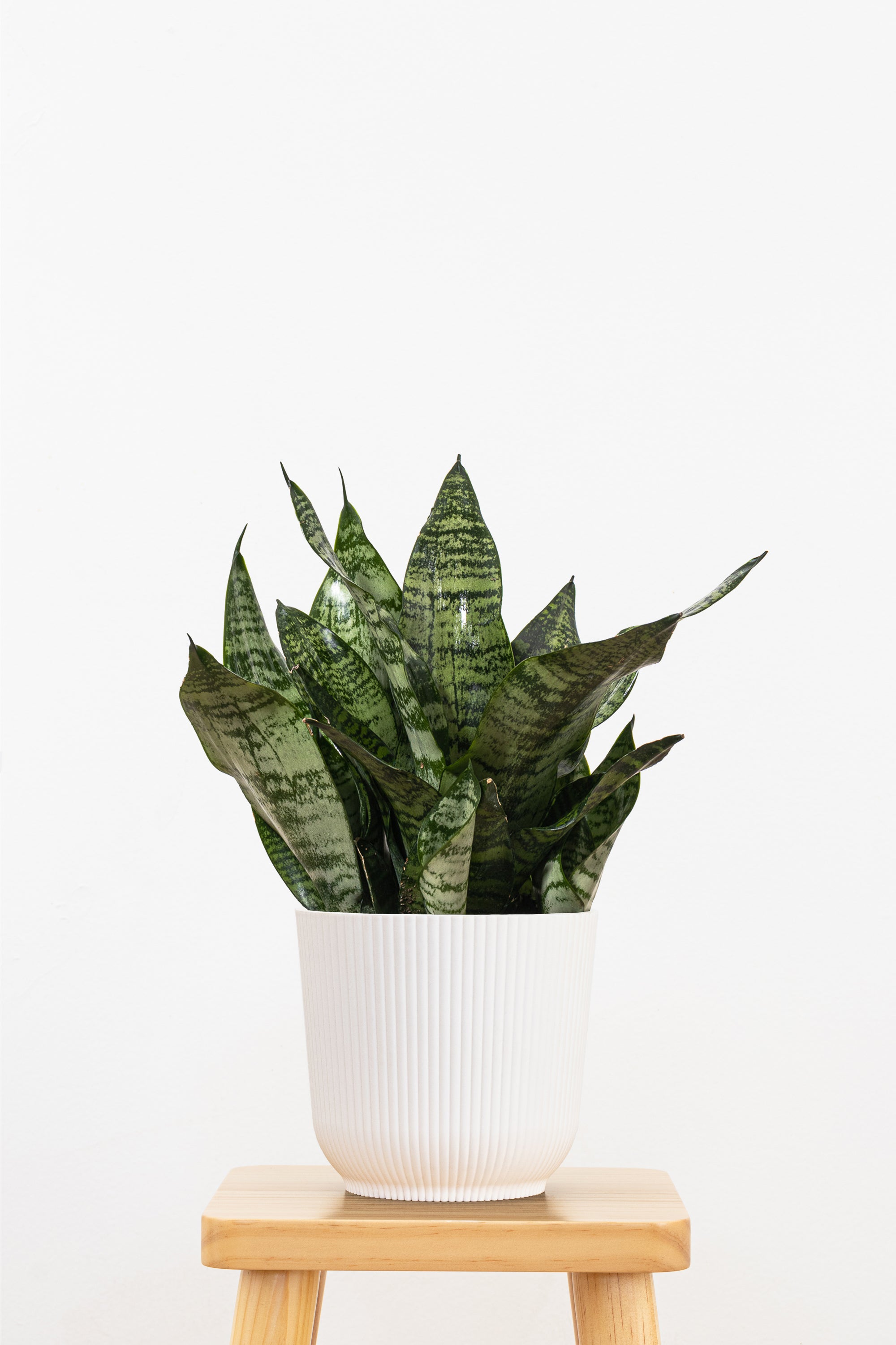 Sansevieria Robusta