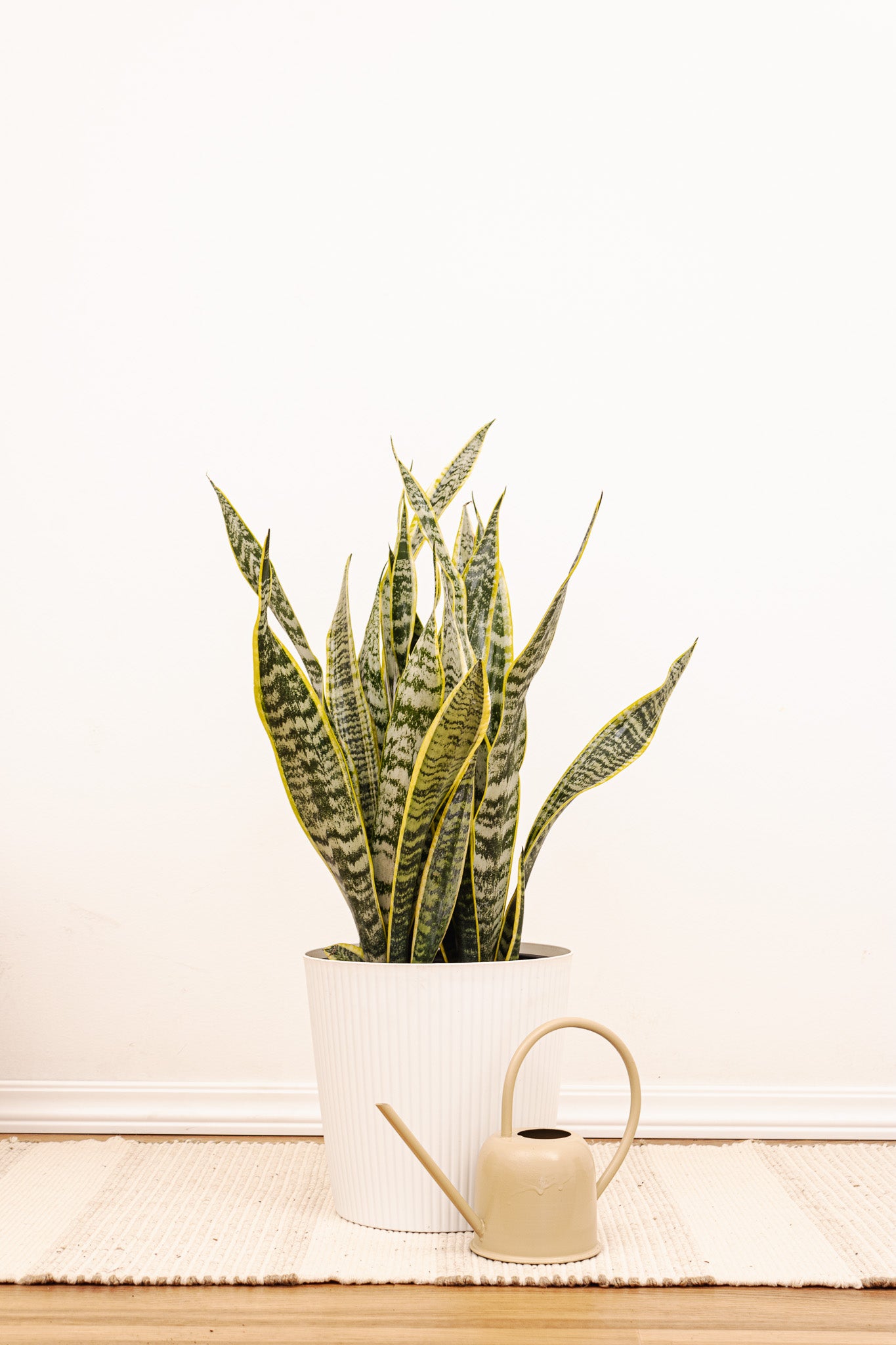 Sansevieria Laurentii