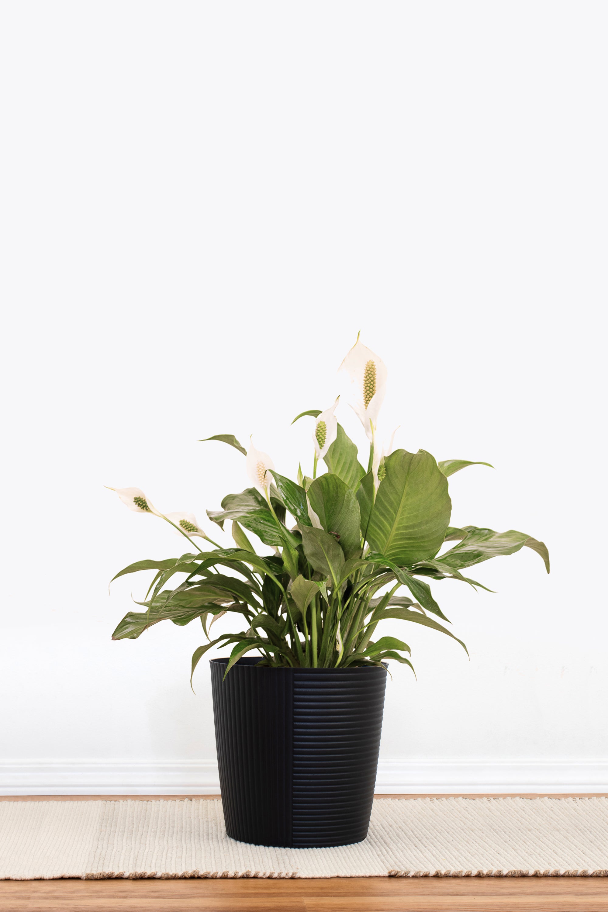 peace lily plant with pot Peace Lily (Spathiphyllum) 10"