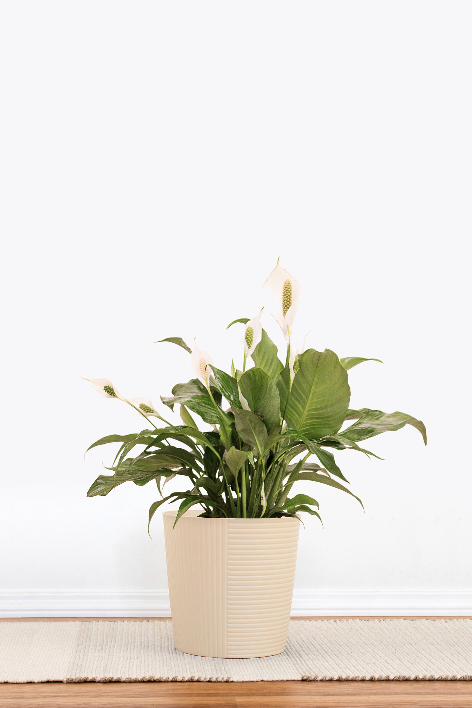 peace lily with pot Peace Lily Plant in 10 Inch Decor Pot