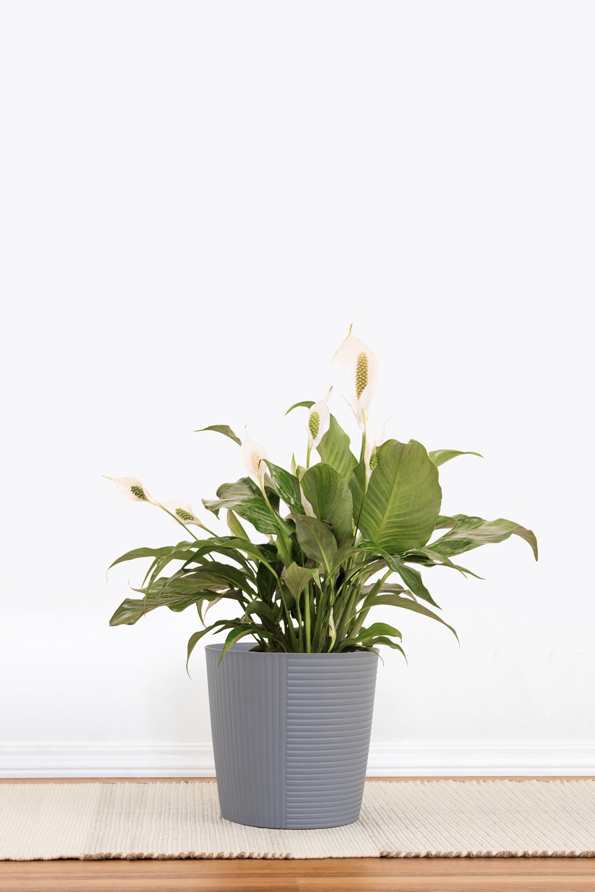 best plant pot for peace lily United Nursery Peace Lily Plant Live Spathiphyllum Indoor Outdoor Plant in 10 in. Premium Ecopots Gray