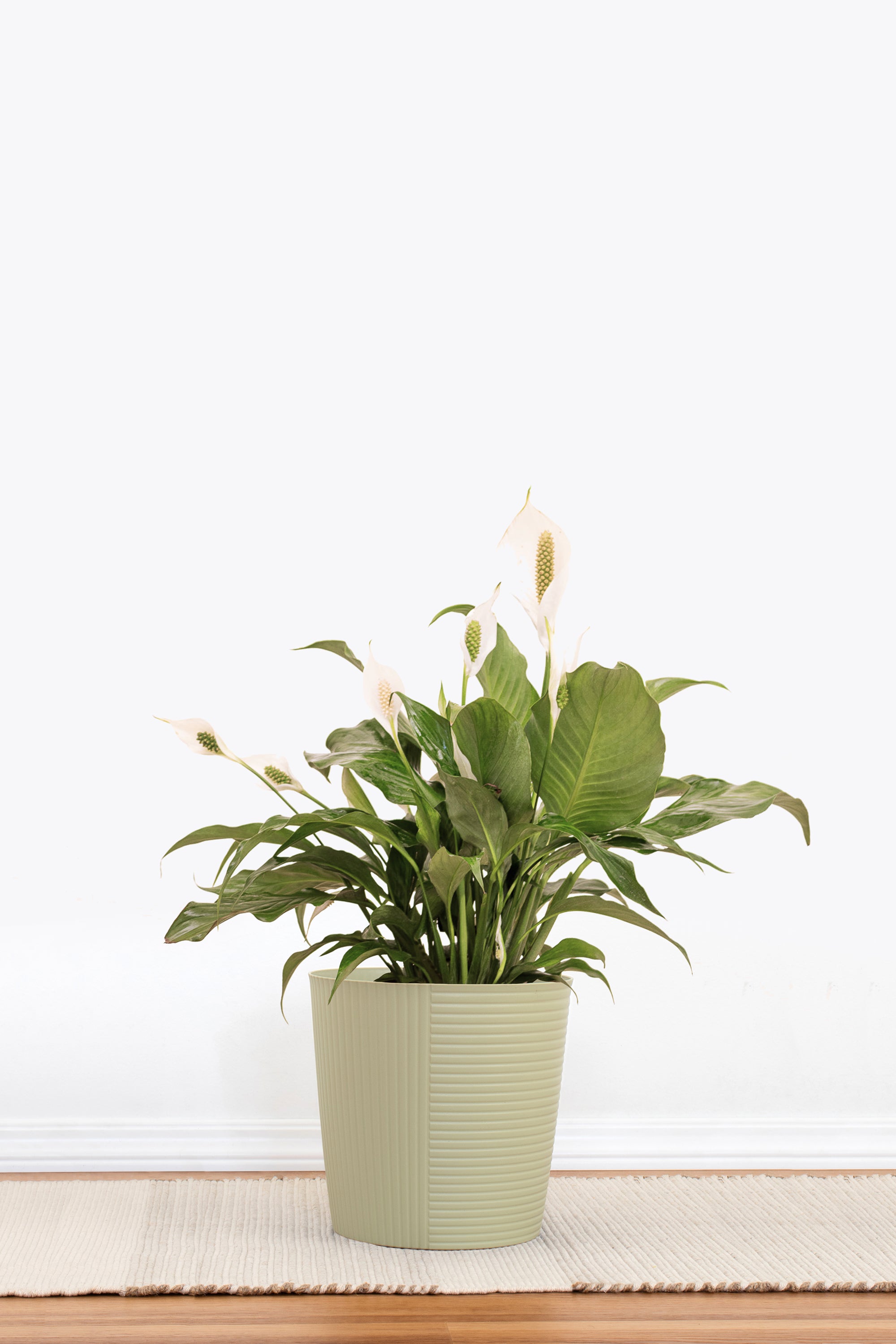 peace lily white pot Peace Lily - Peace Lily