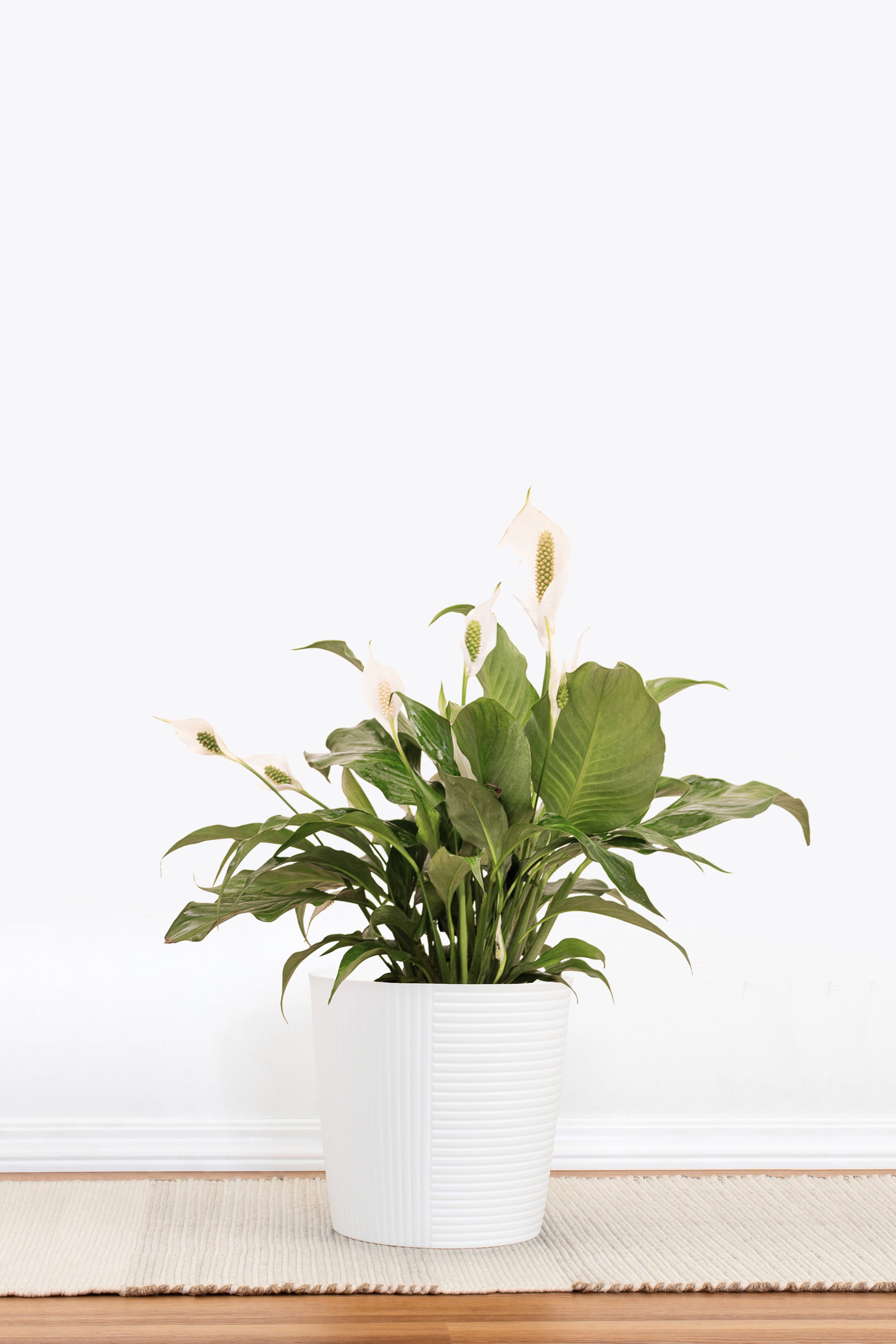 Peace Lily