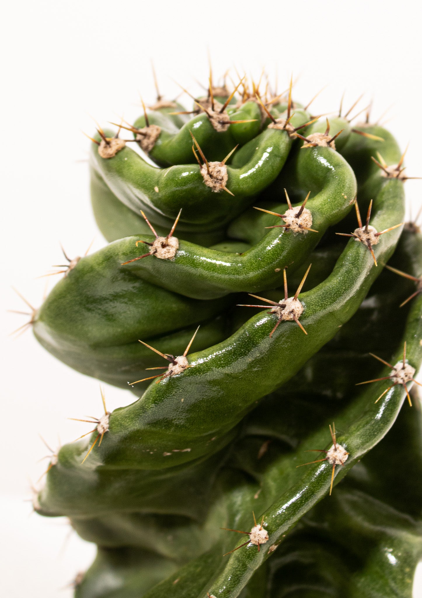 Spiral Cactus
