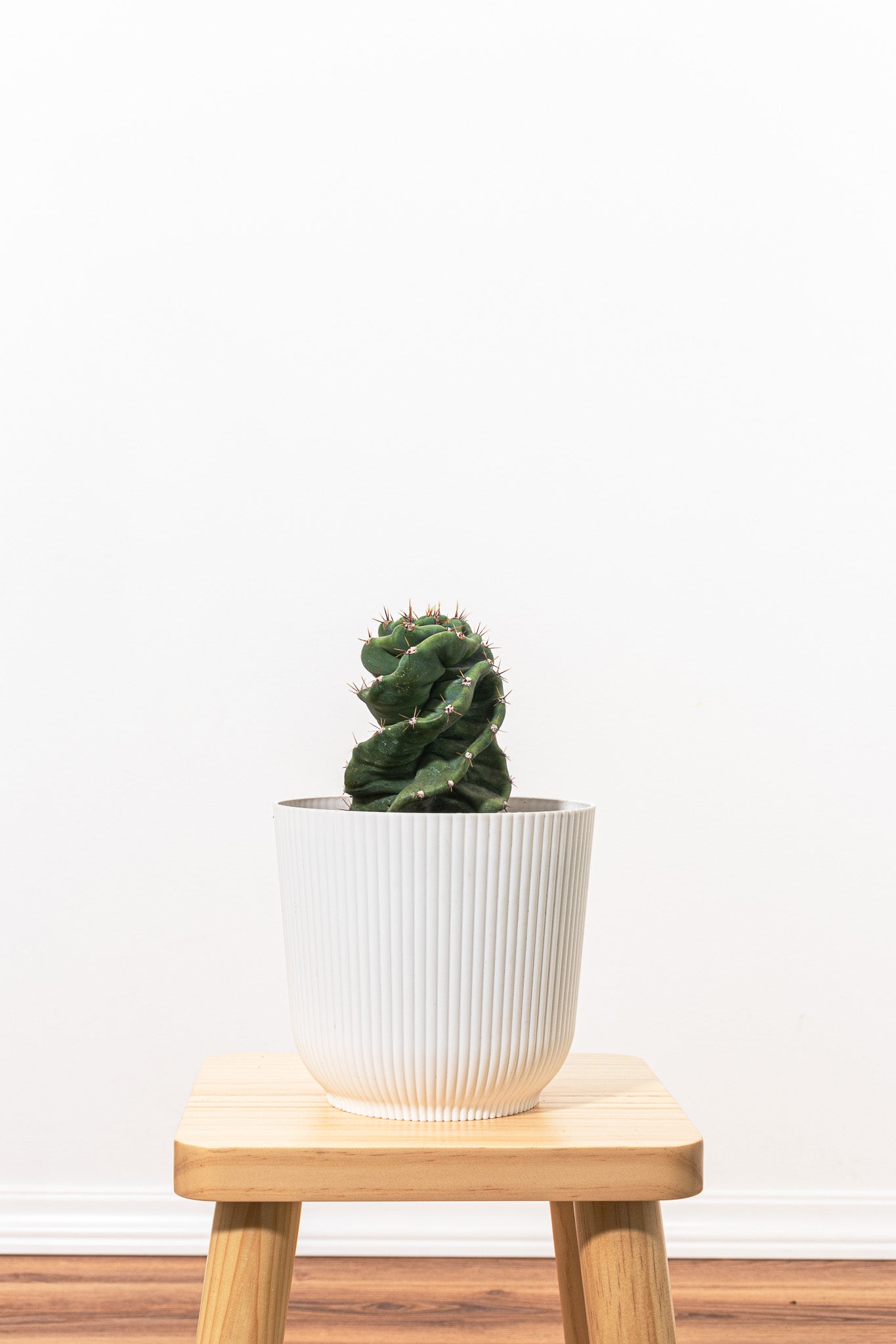 Spiral Cactus