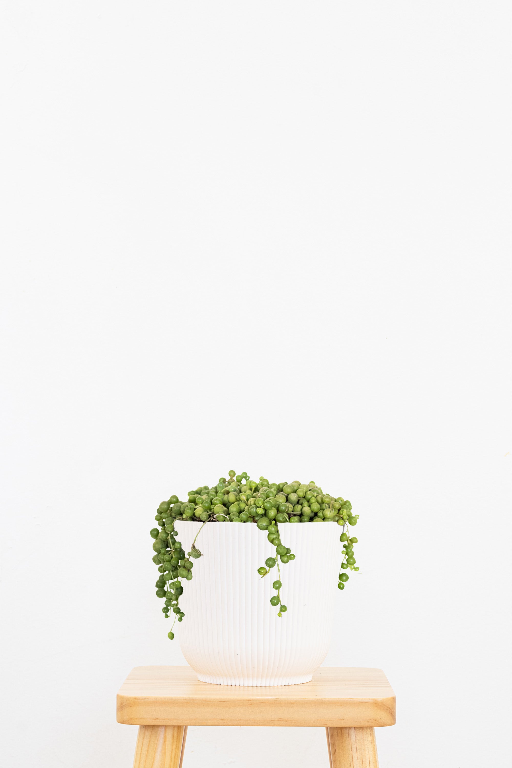 String of Pearls