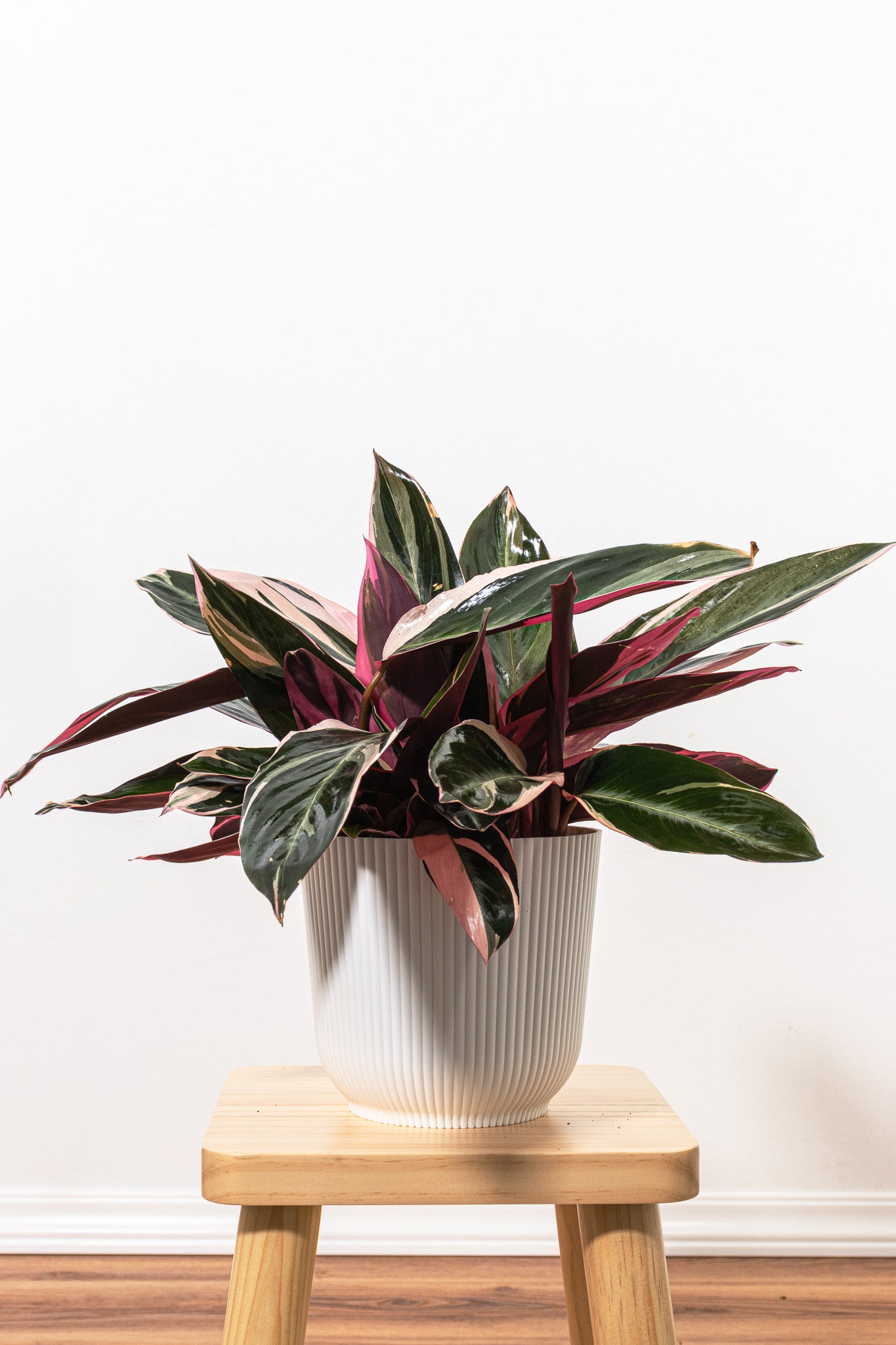 Stromanthe Triostar