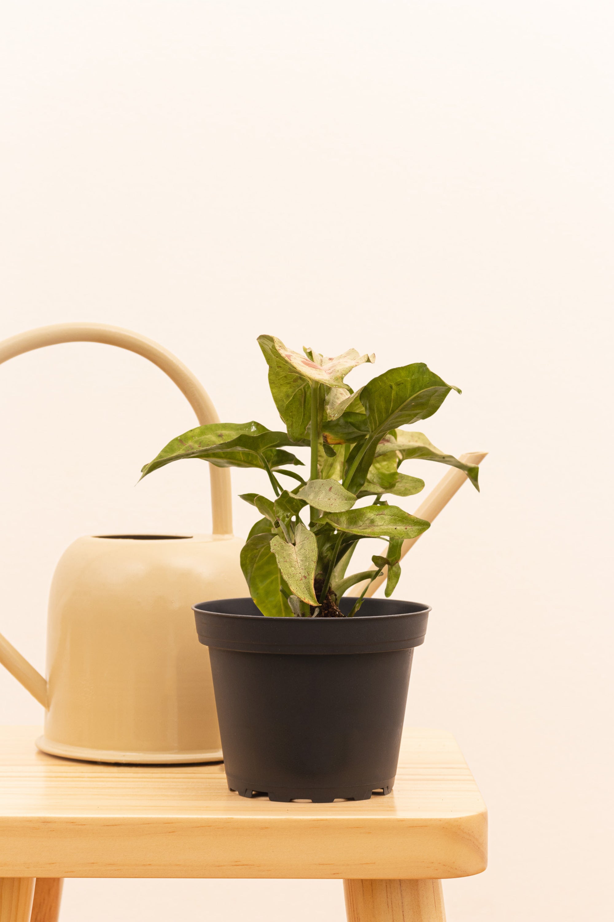 Syngonium Milk Confetti