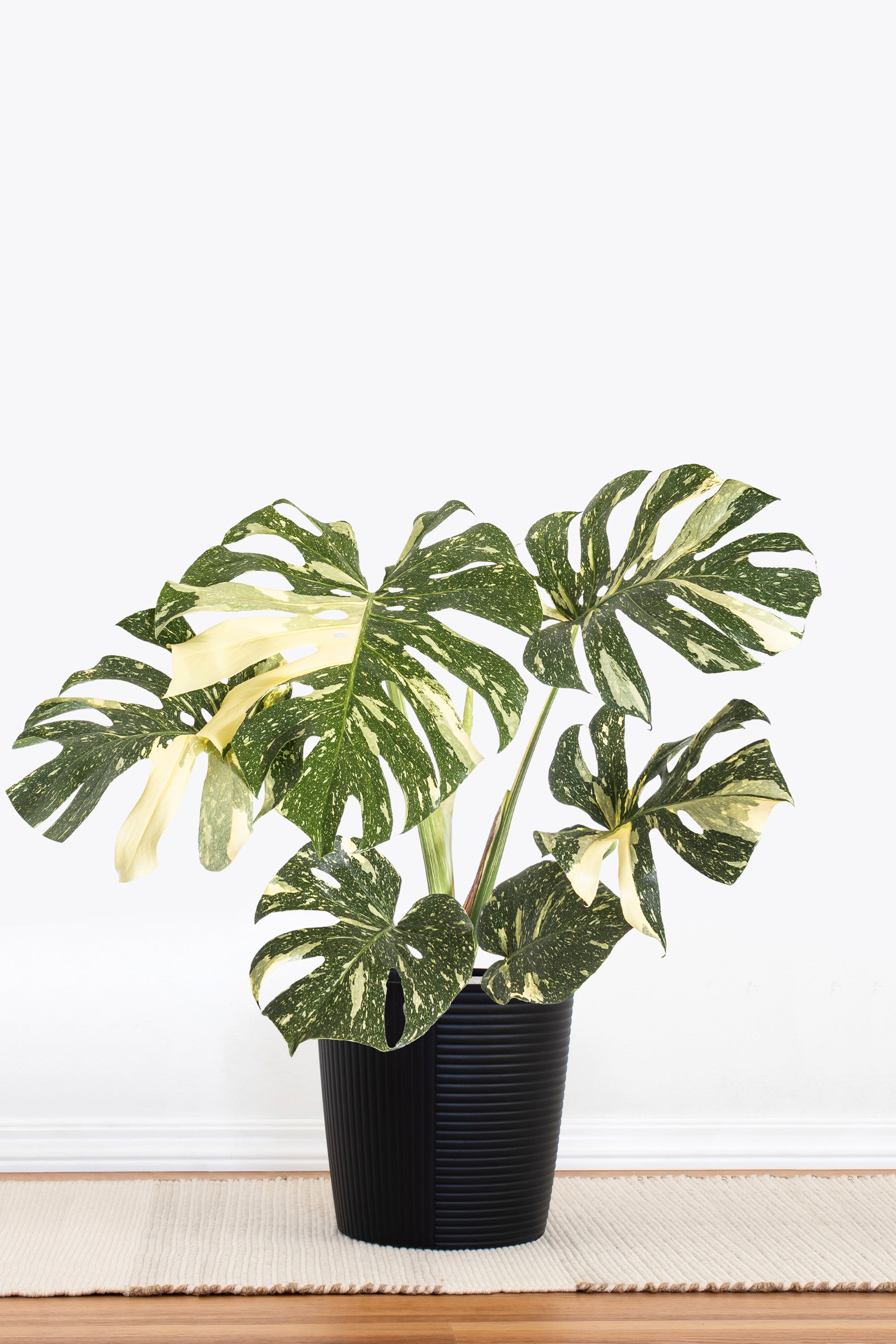 Monstera Thai Constellation