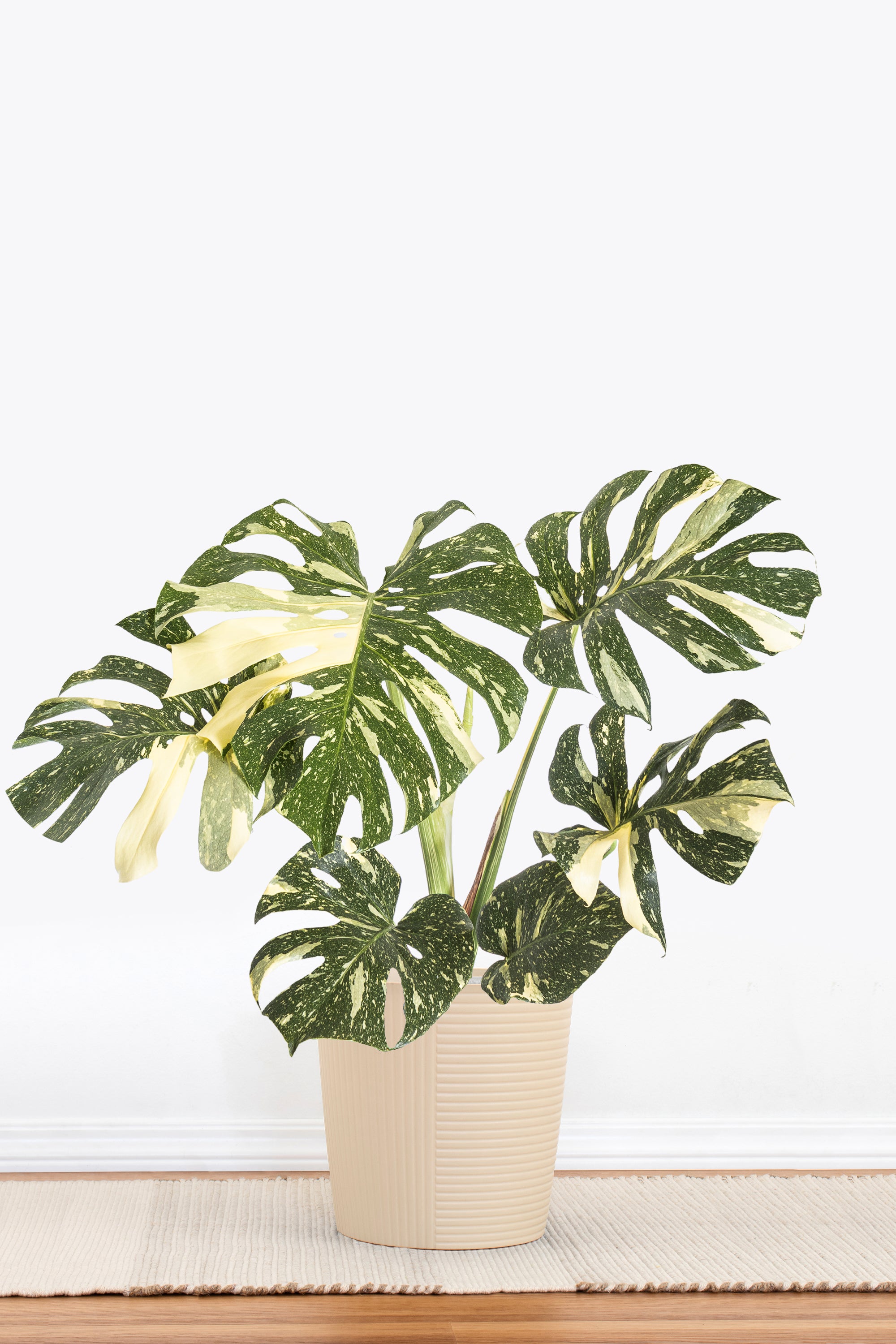 Monstera Thai Constellation