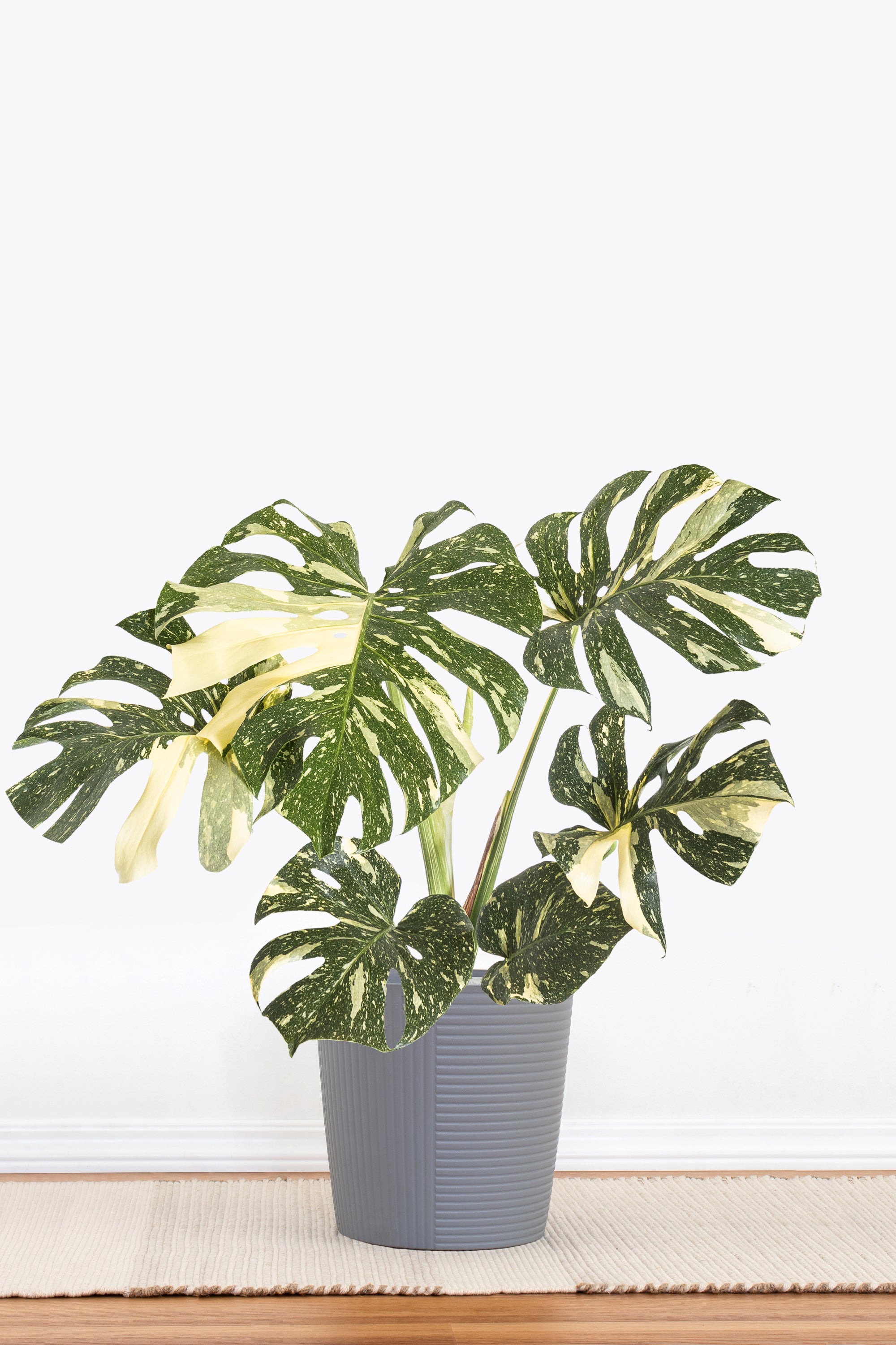 Monstera Thai Constellation