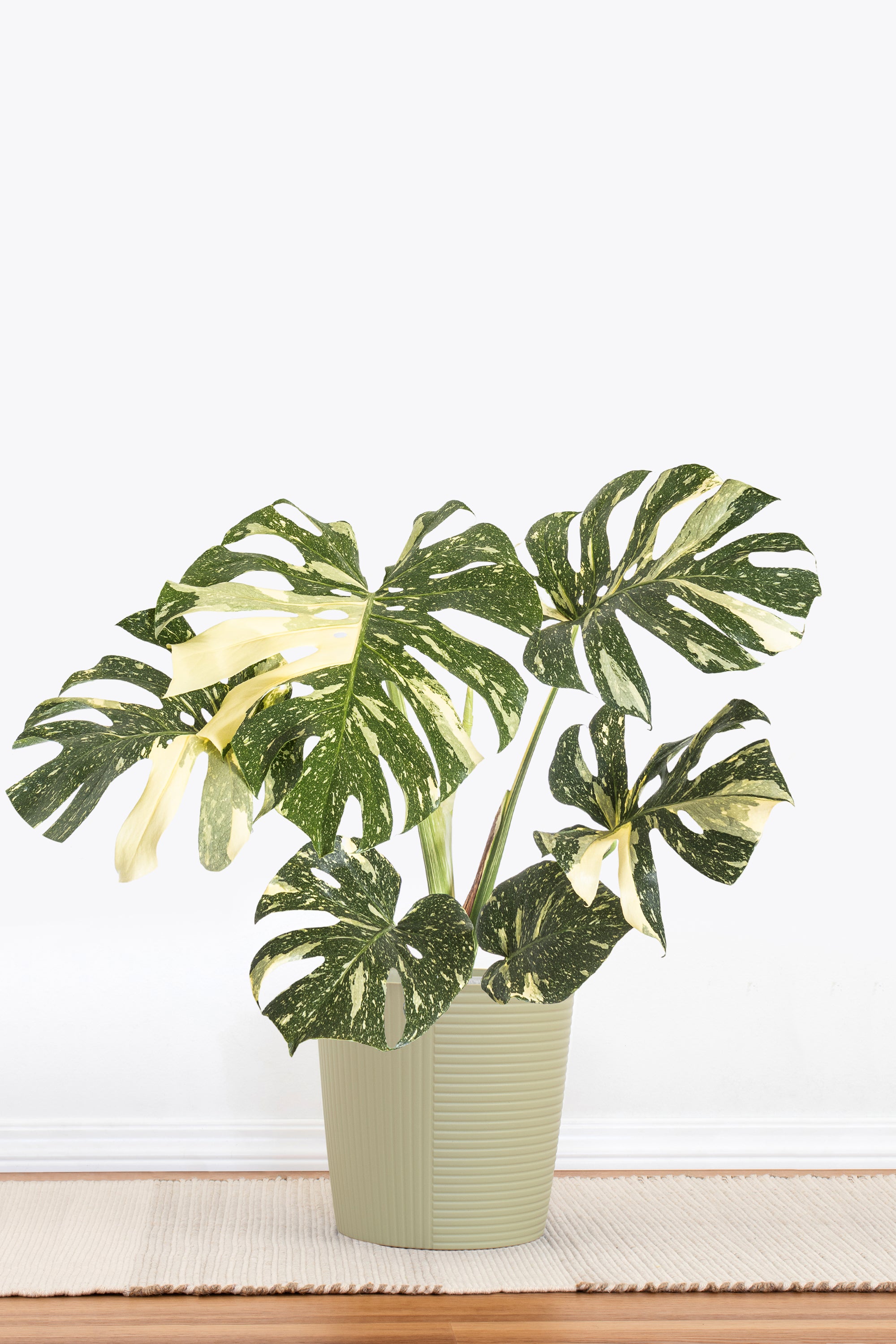 Monstera Thai Constellation