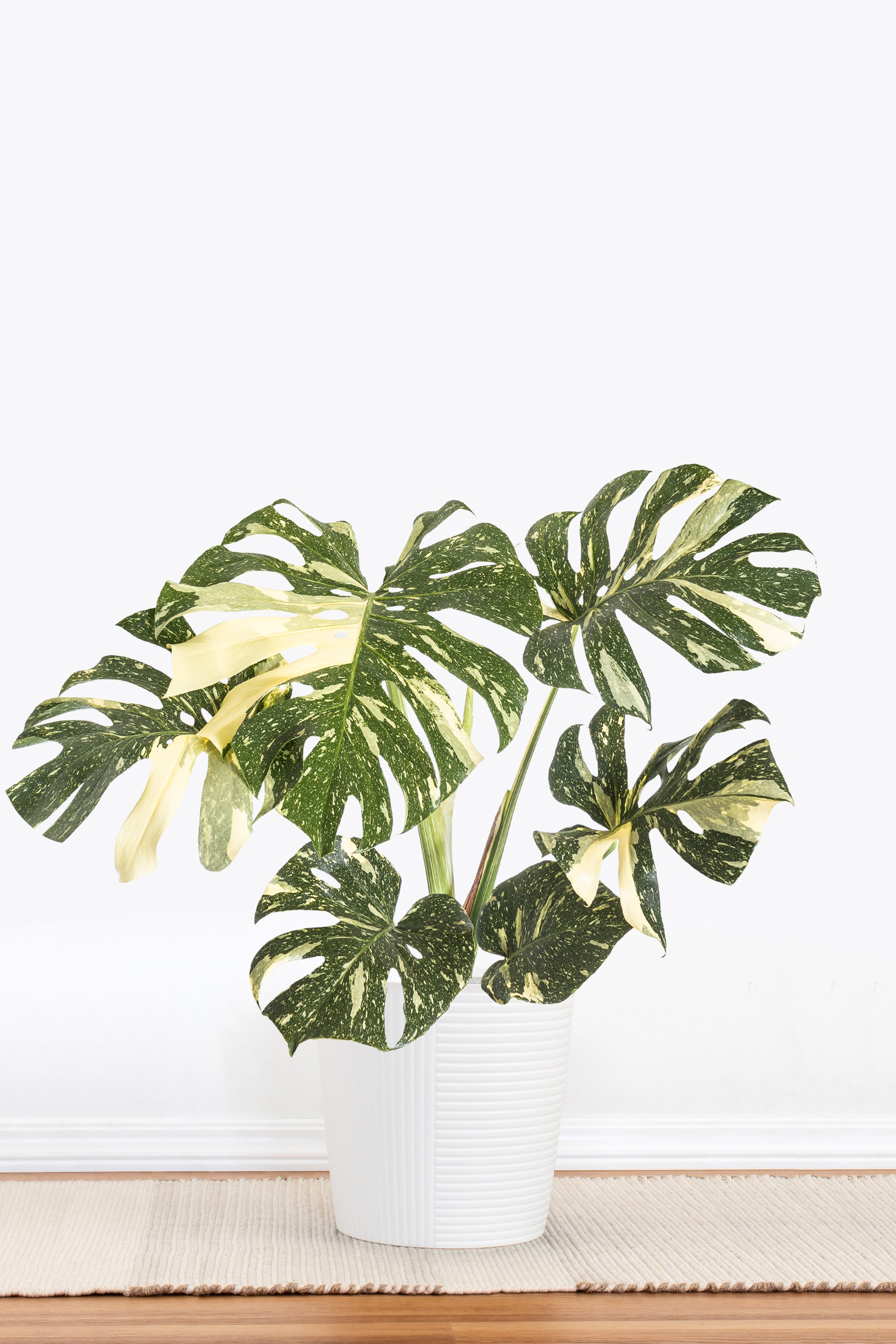 Monstera Thai Constellation