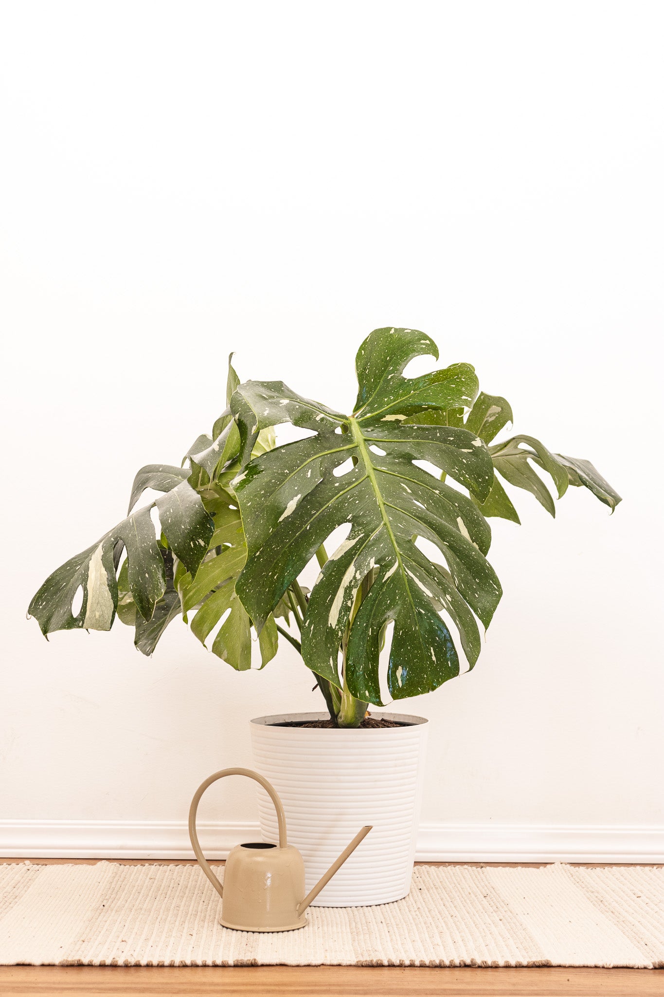 Monstera Thai Constellation