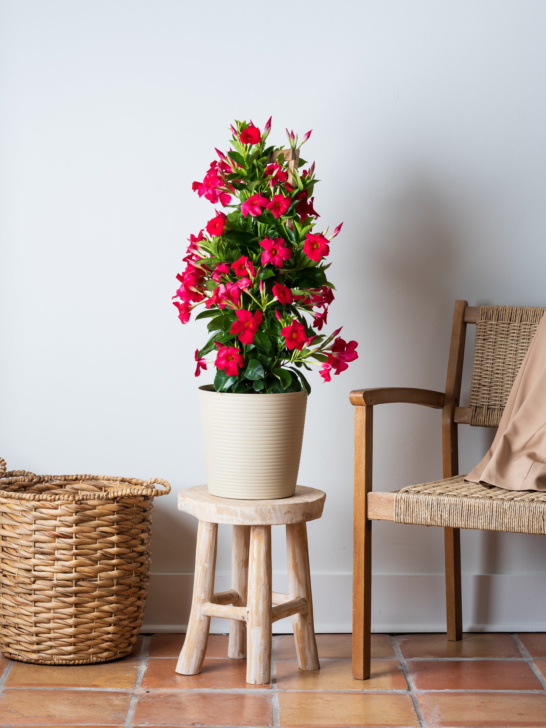 Mandevilla Red Trellis