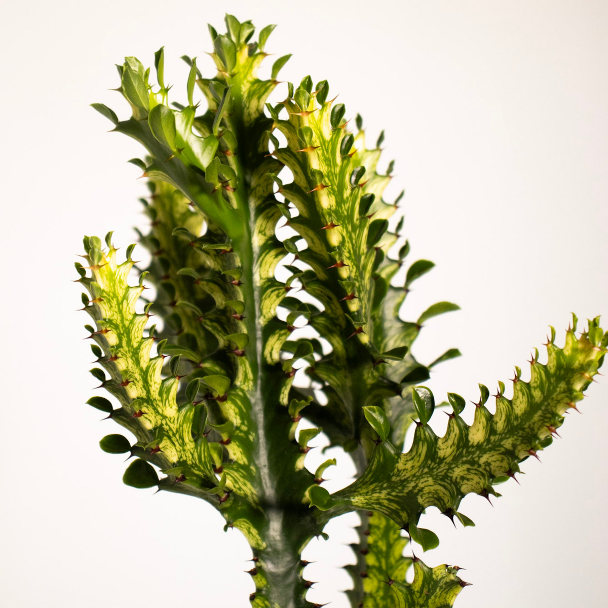 Euphorbia Mint Cream