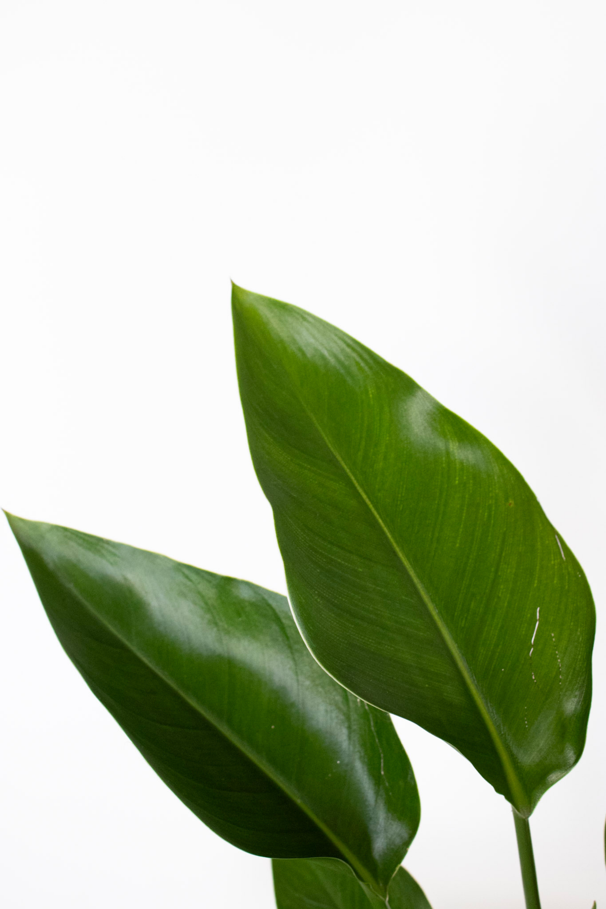 White Bird of Paradise