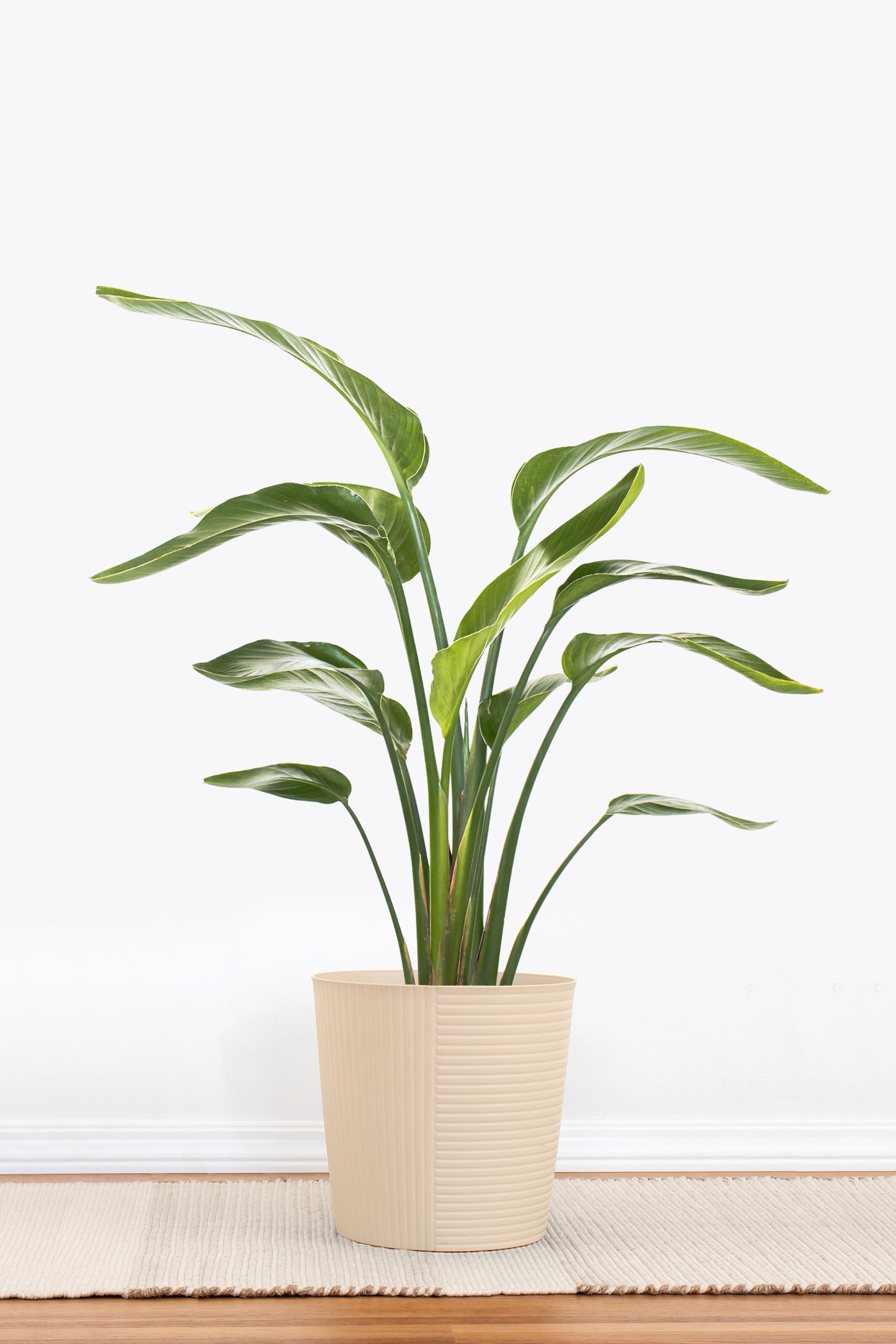 white bird plant indoor White Bird of Paradise 10"
