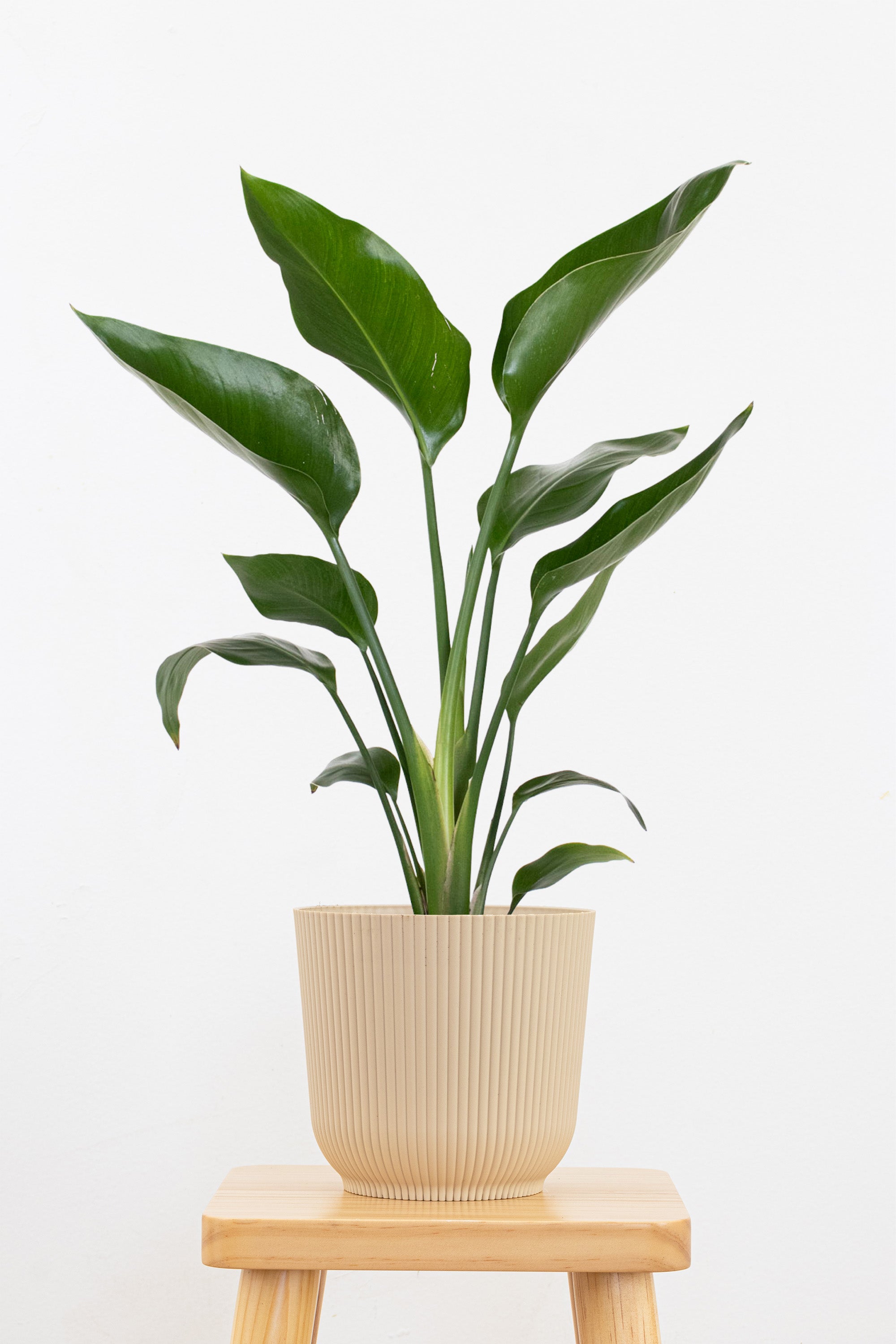 White Bird of Paradise