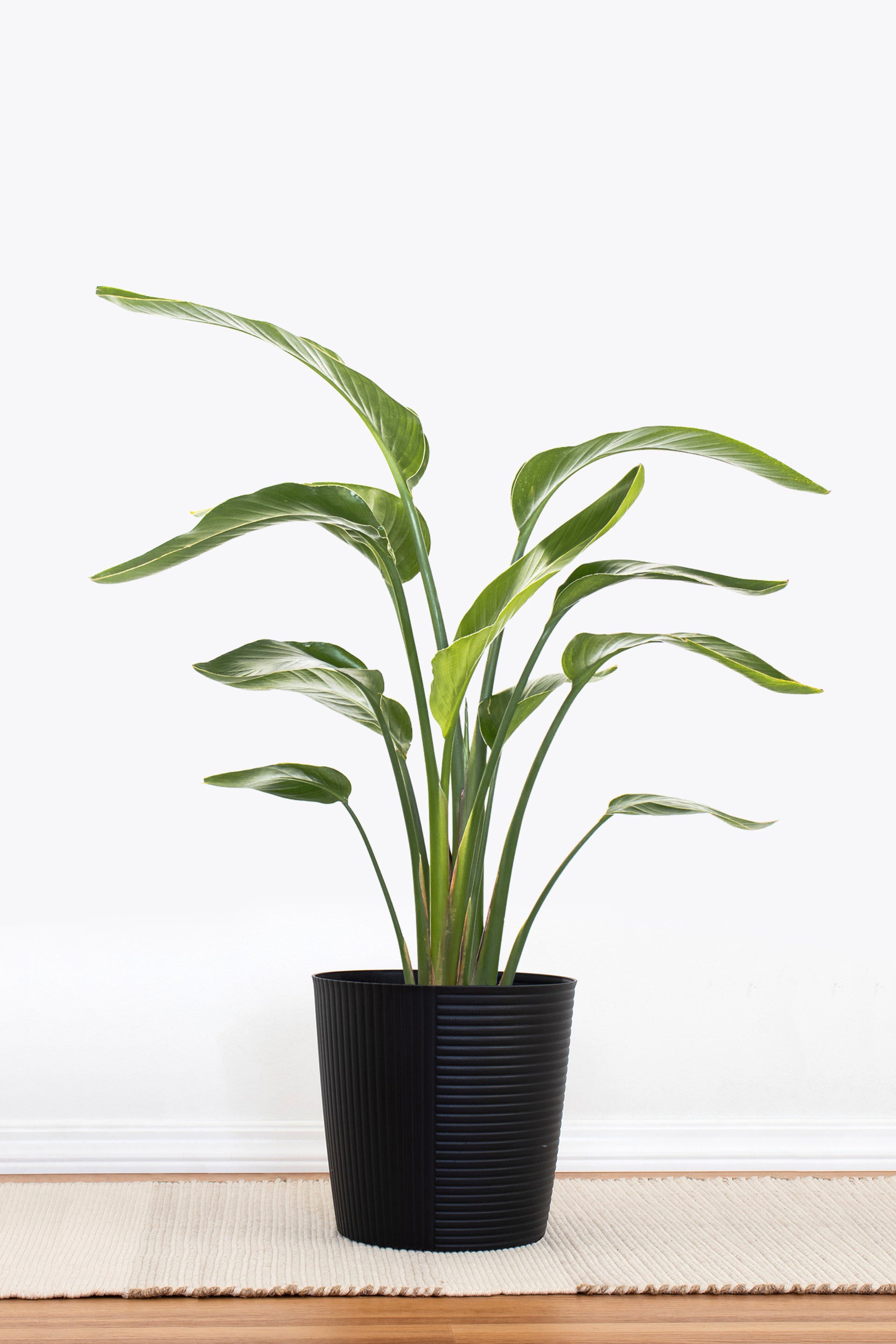 White Bird of Paradise 10