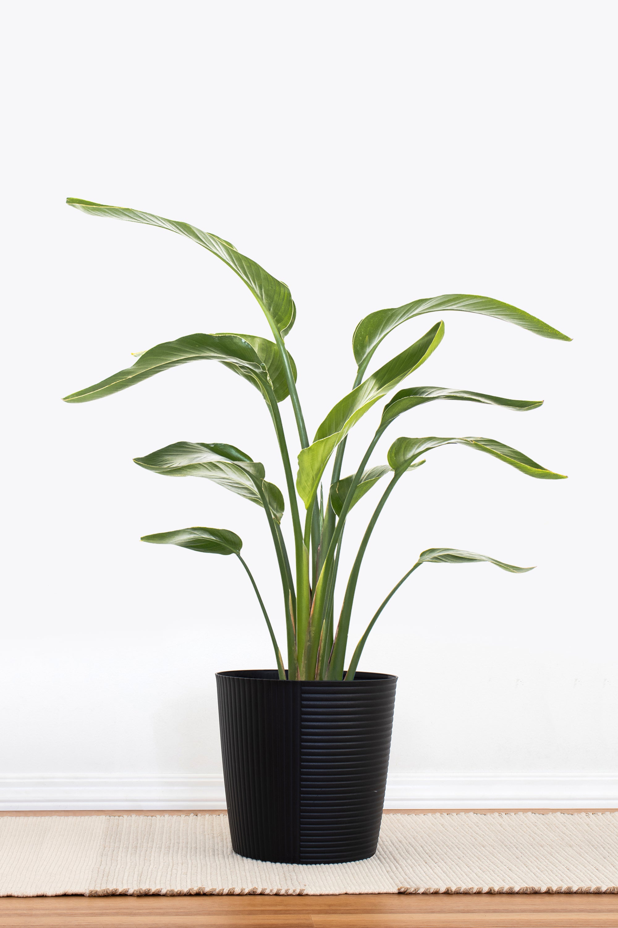 White Bird of Paradise