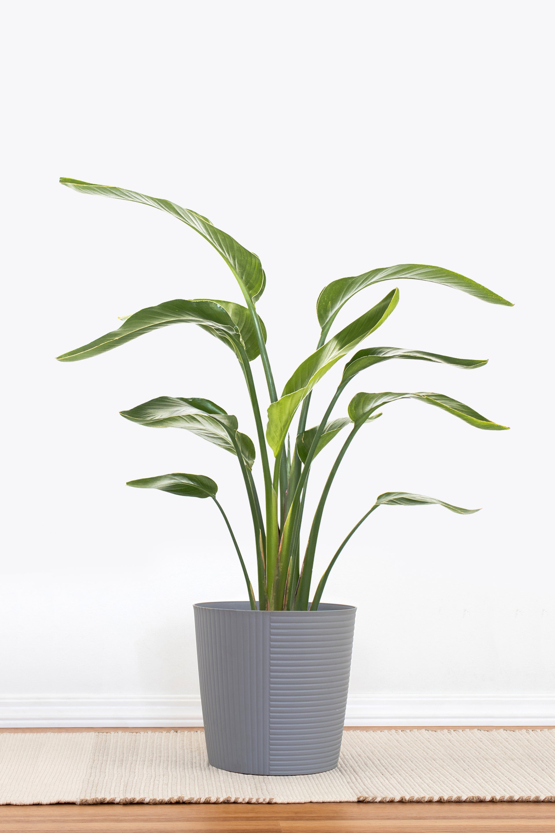 bird of paradise plant potted White Bird of Paradise