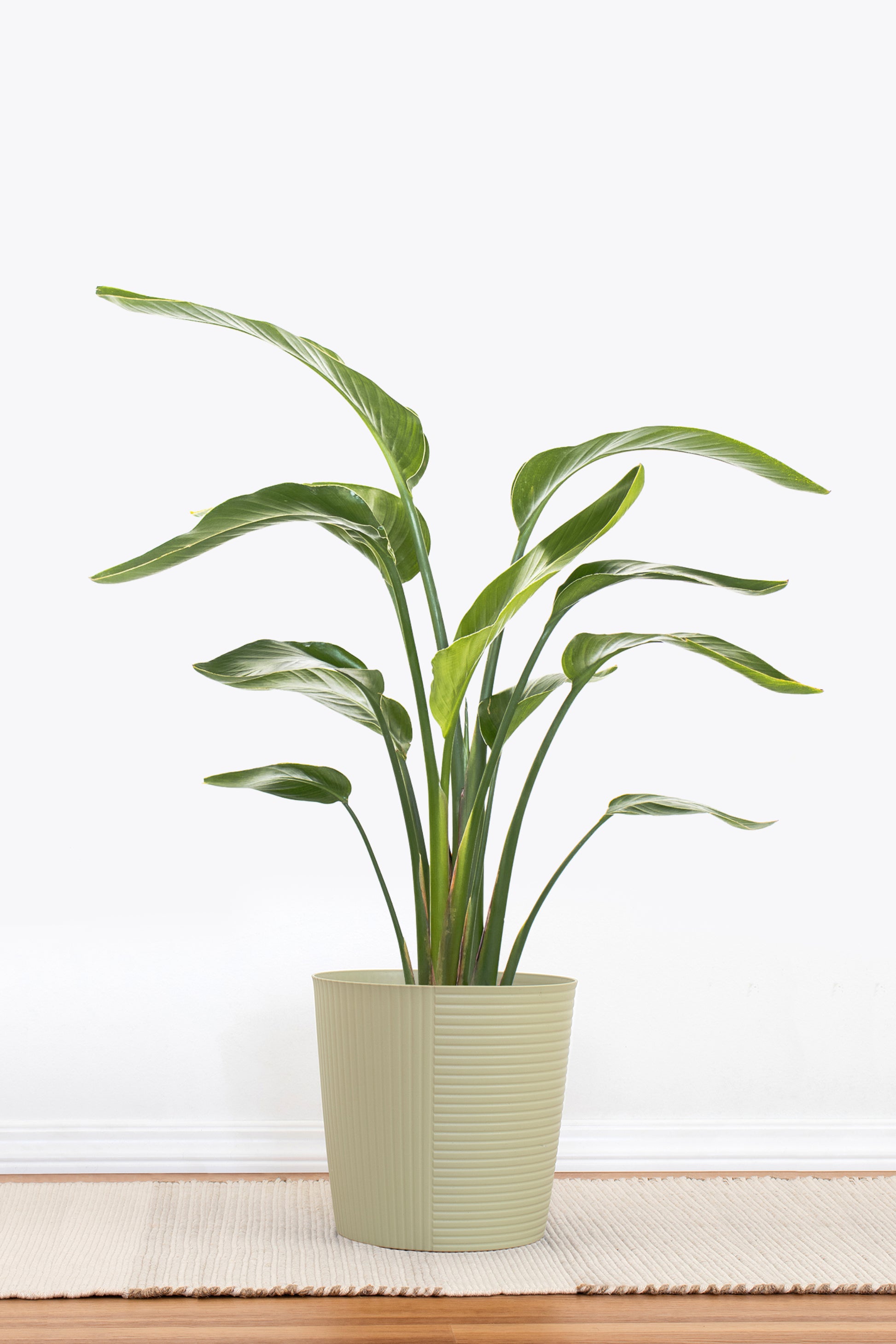 indoor large bird of paradise plant American Plant Exchange White Bird of Paradise – 10-Inch Pot – Live Tropical Flowering Plant, Lush Architectural Foliage for Home, Garden, or Patio