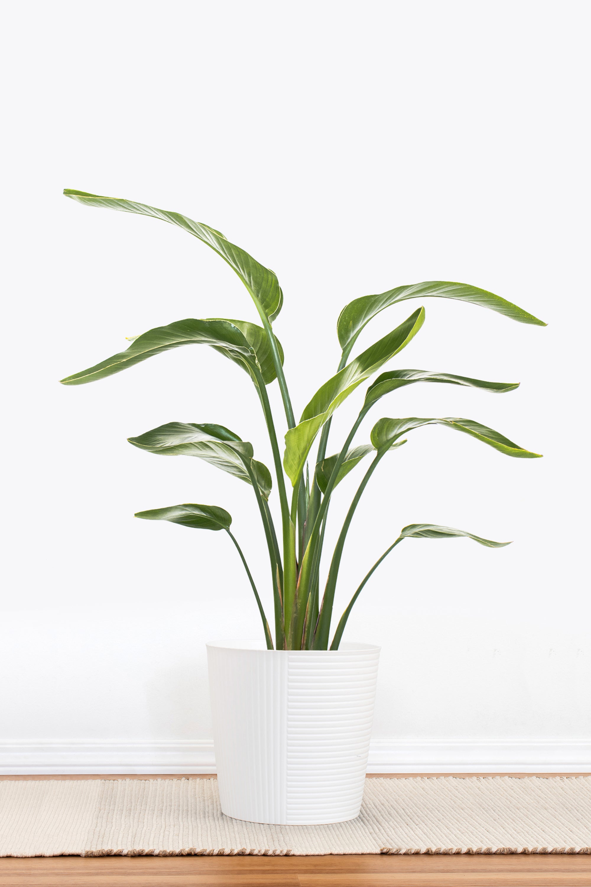 White Bird of Paradise