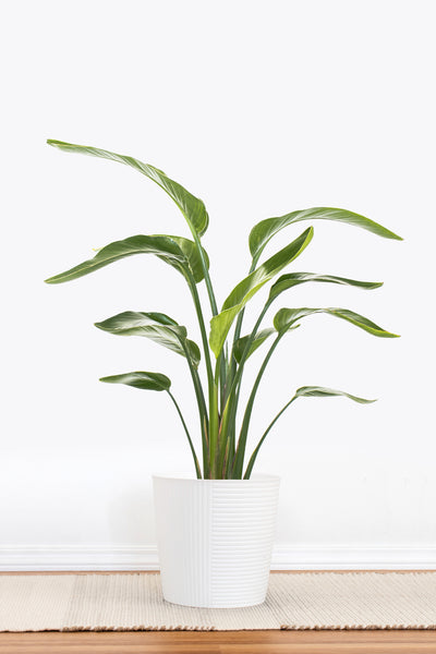 white house plant pot American Plant Exchange White Bird of Paradise – 10-Inch Pot – Live Tropical Flowering Plant, Lush Architectural Foliage for Home, Garden, or Patio