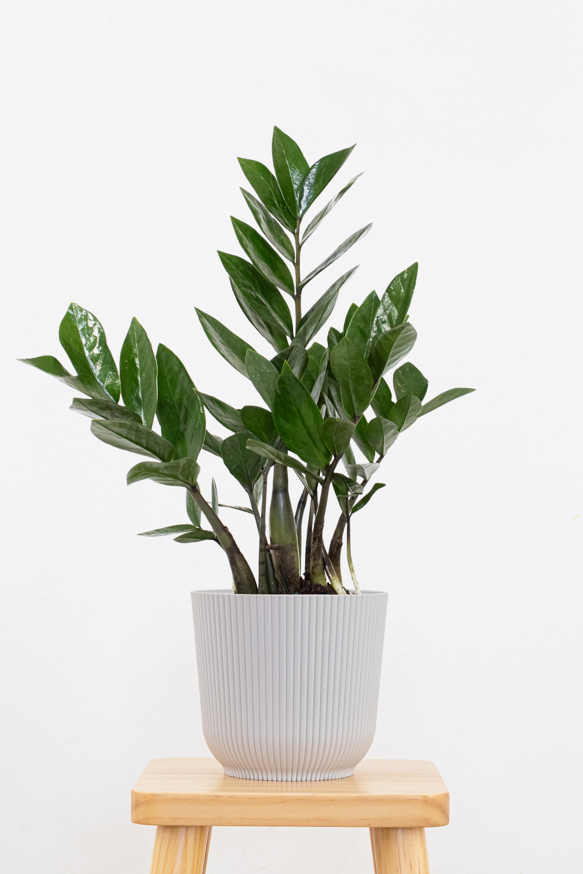 ZZ Green | United Nursery