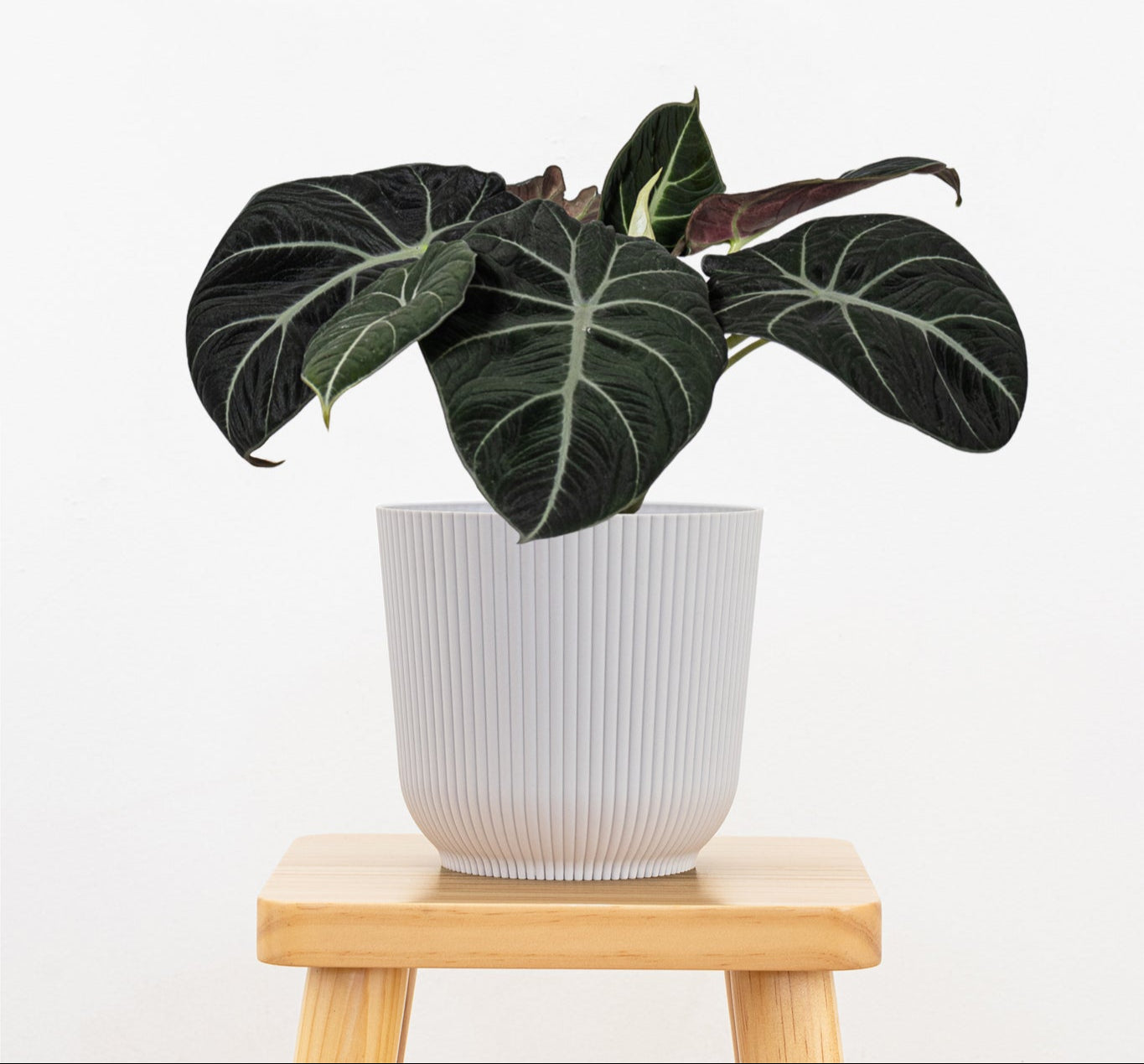 Alocasia Black Velvet