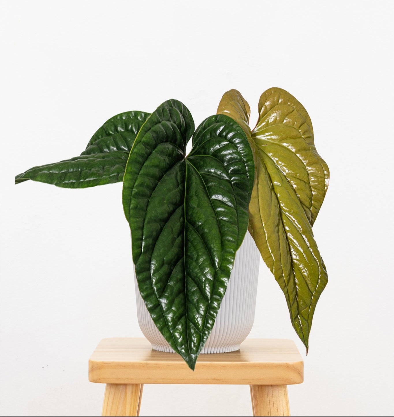 Anthurium Radicans x Luxurians