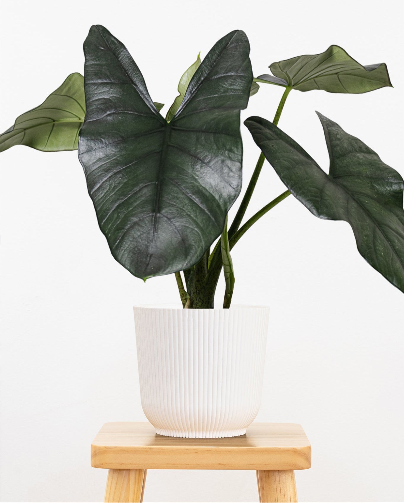 Alocasia Blue Dragon