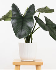 Alocasia Blue Dragon