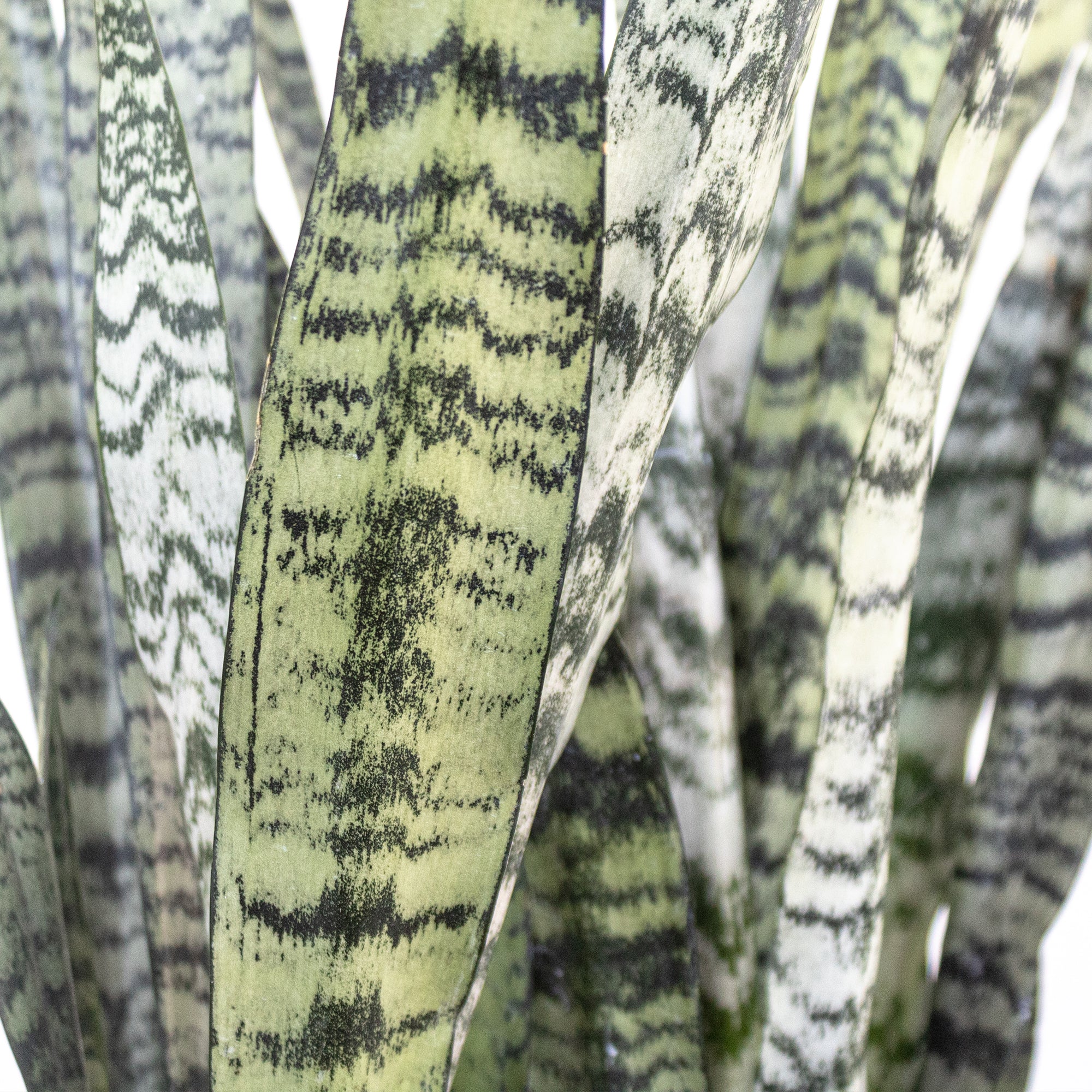 United Nursery Sansevieria Zeylanica Snake Plant