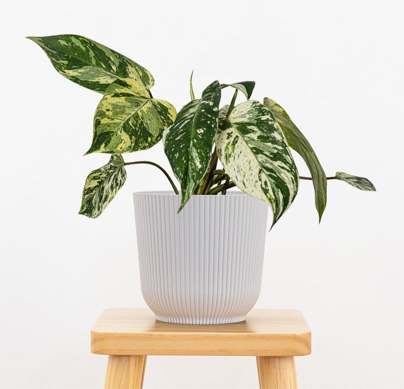 philodendron king Philodendron Emerald King