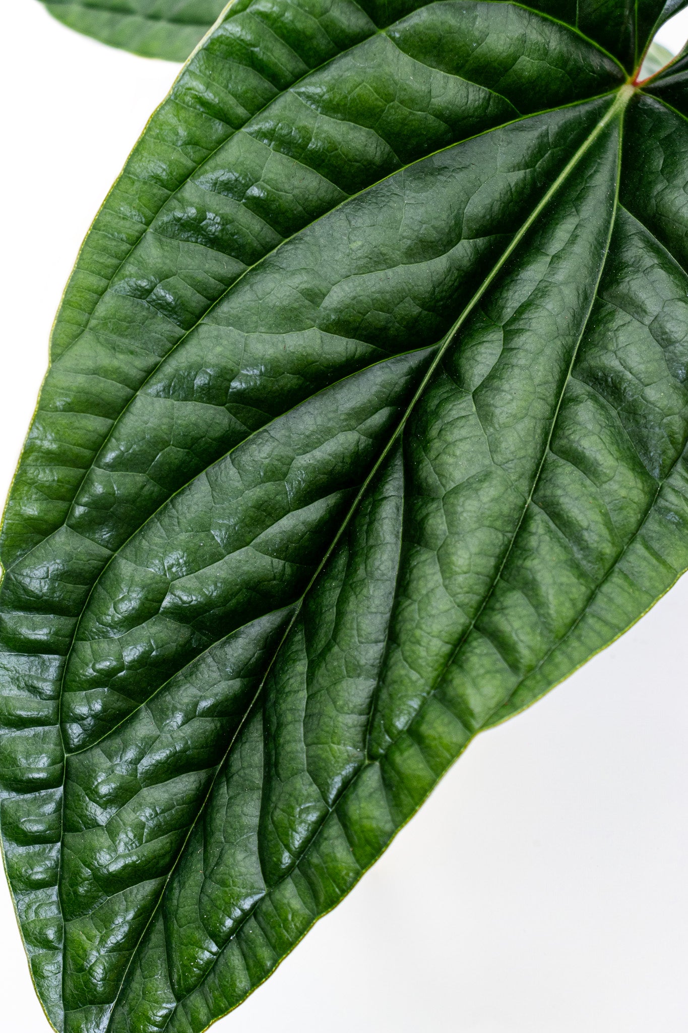 Anthurium Radicans x Luxurians