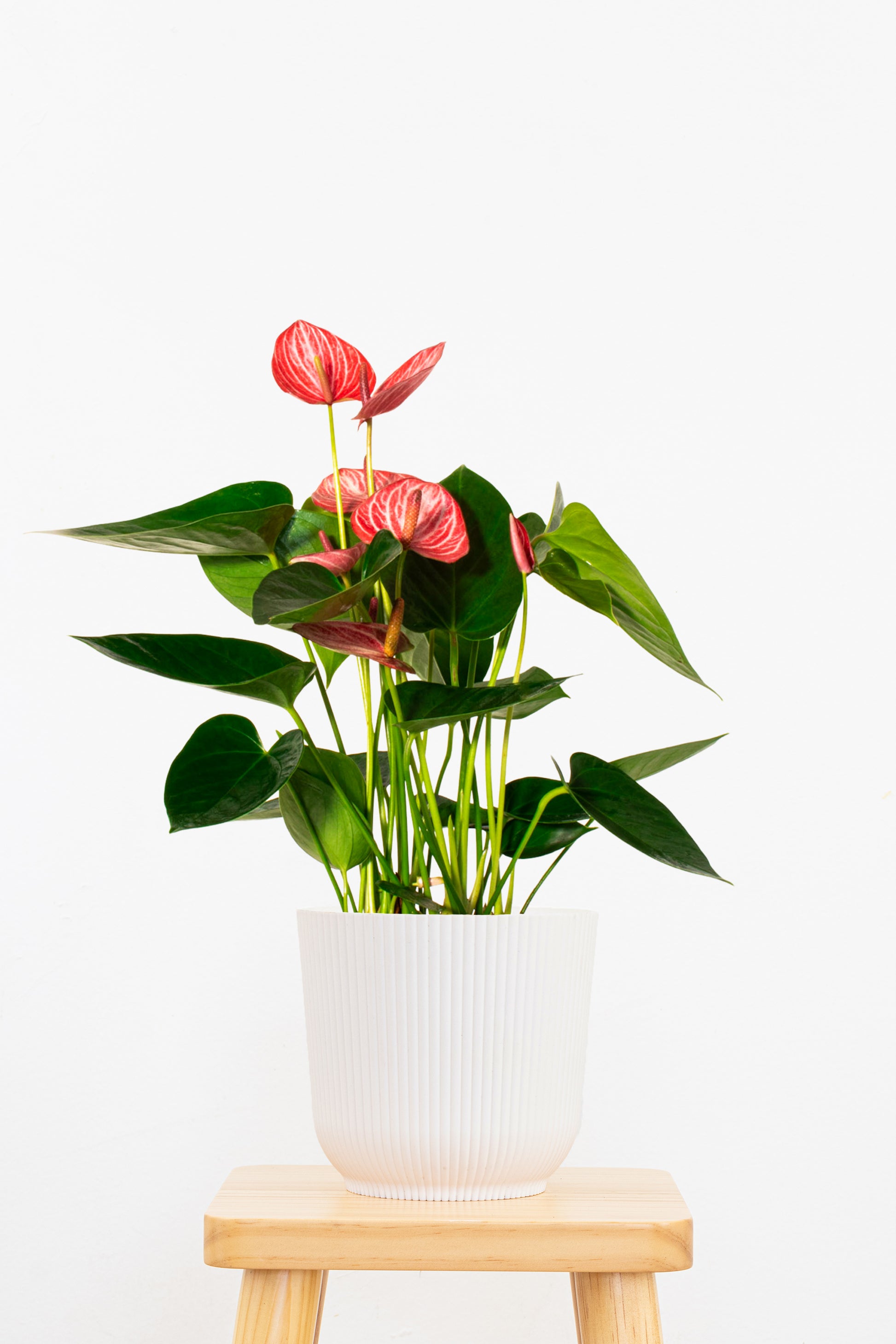anthurium libertii Red Anthurium Livium