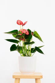 Livium Anthurium