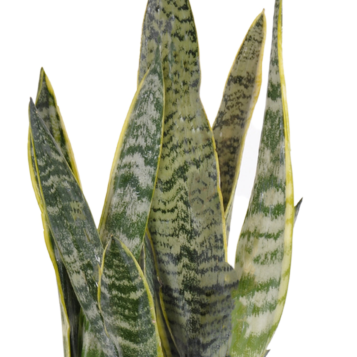 Sansevieria Snake Plant